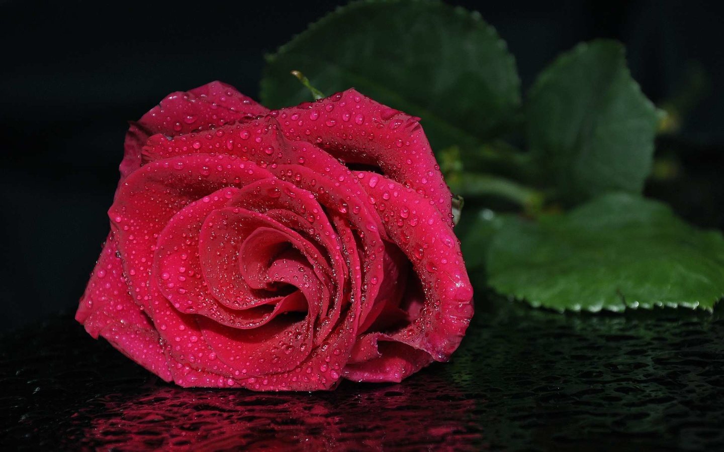 Обои роза, красная, алая, rose, red, scarlet разрешение 1920x1200 Загрузить