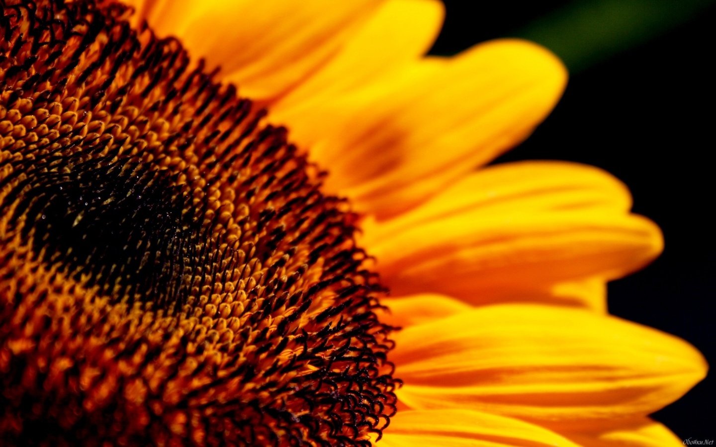 Обои макро, цветок, лепестки, подсолнух, черный фон, macro, flower, petals, sunflower, black background разрешение 1920x1200 Загрузить