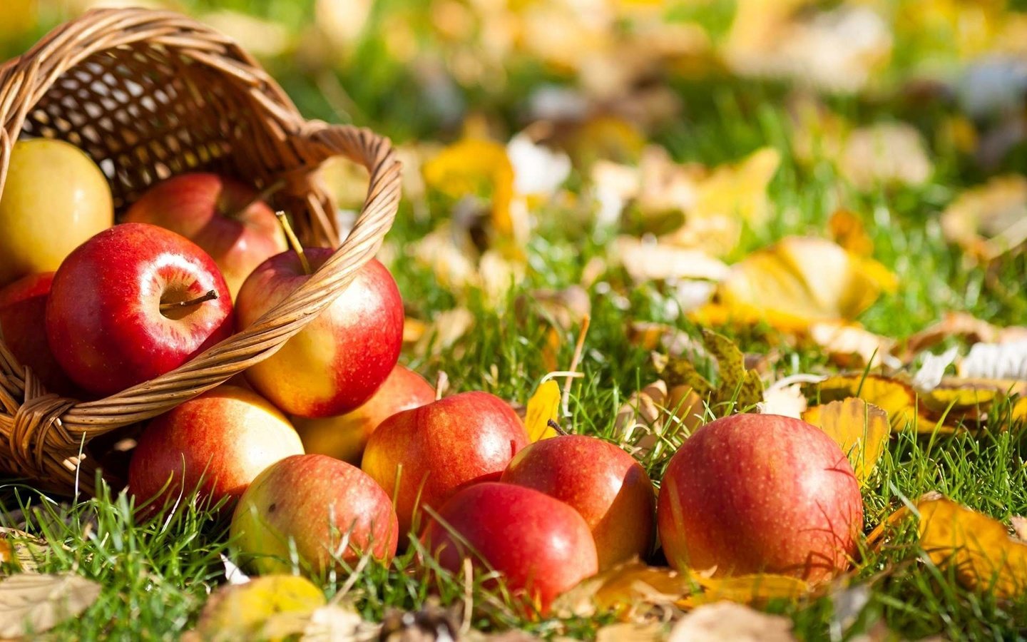 Обои трава, листья, фрукты, яблоки, осень, корзина, grass, leaves, fruit, apples, autumn, basket разрешение 1920x1200 Загрузить