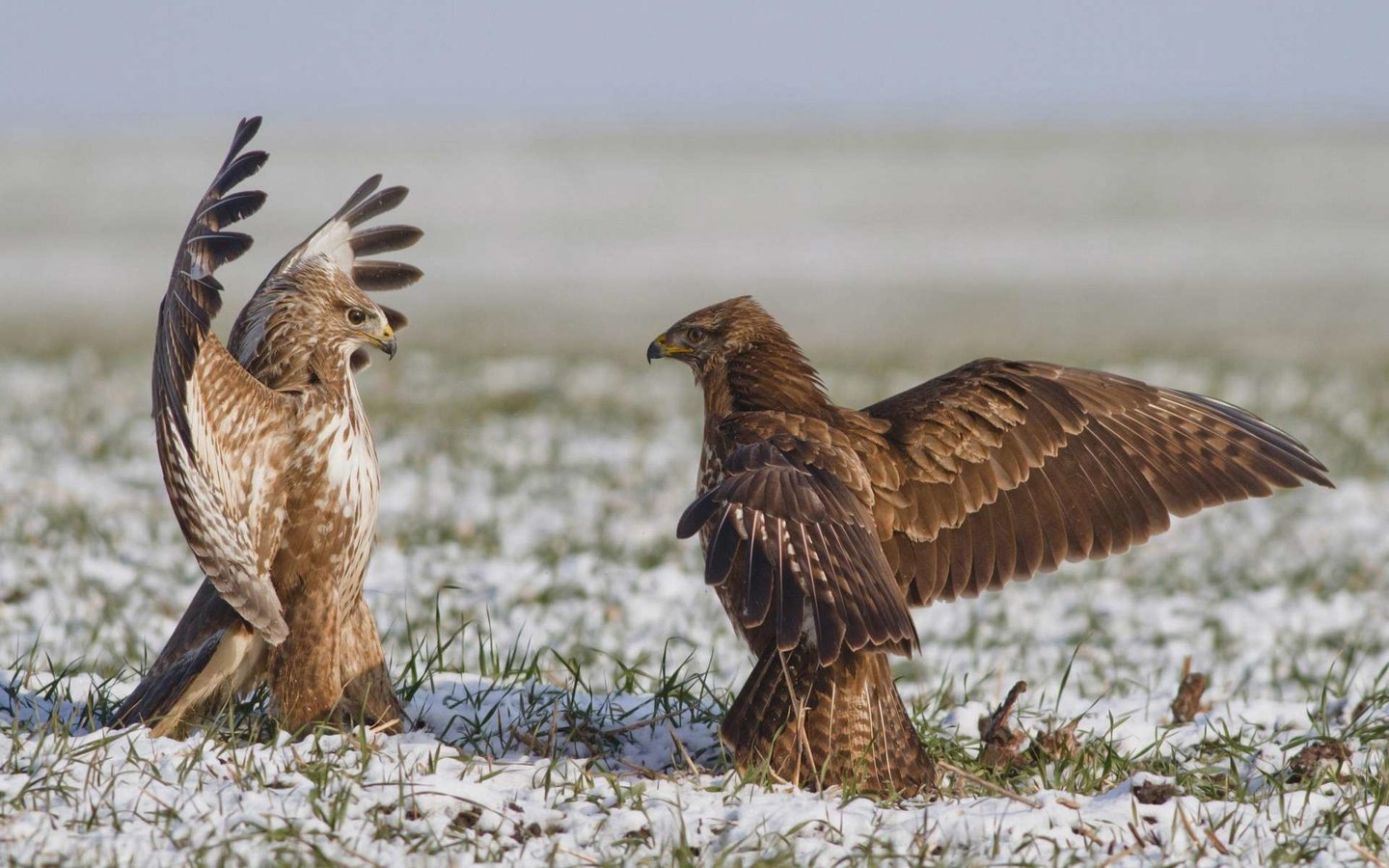 Обои орел, схватка, eagle, fight разрешение 1920x1200 Загрузить