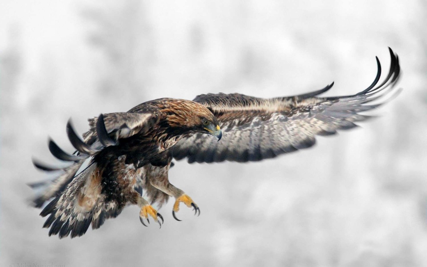 Обои полет, крылья, орел, птица, клюв, перья, хищная птица, flight, wings, eagle, bird, beak, feathers, bird of prey разрешение 1920x1200 Загрузить