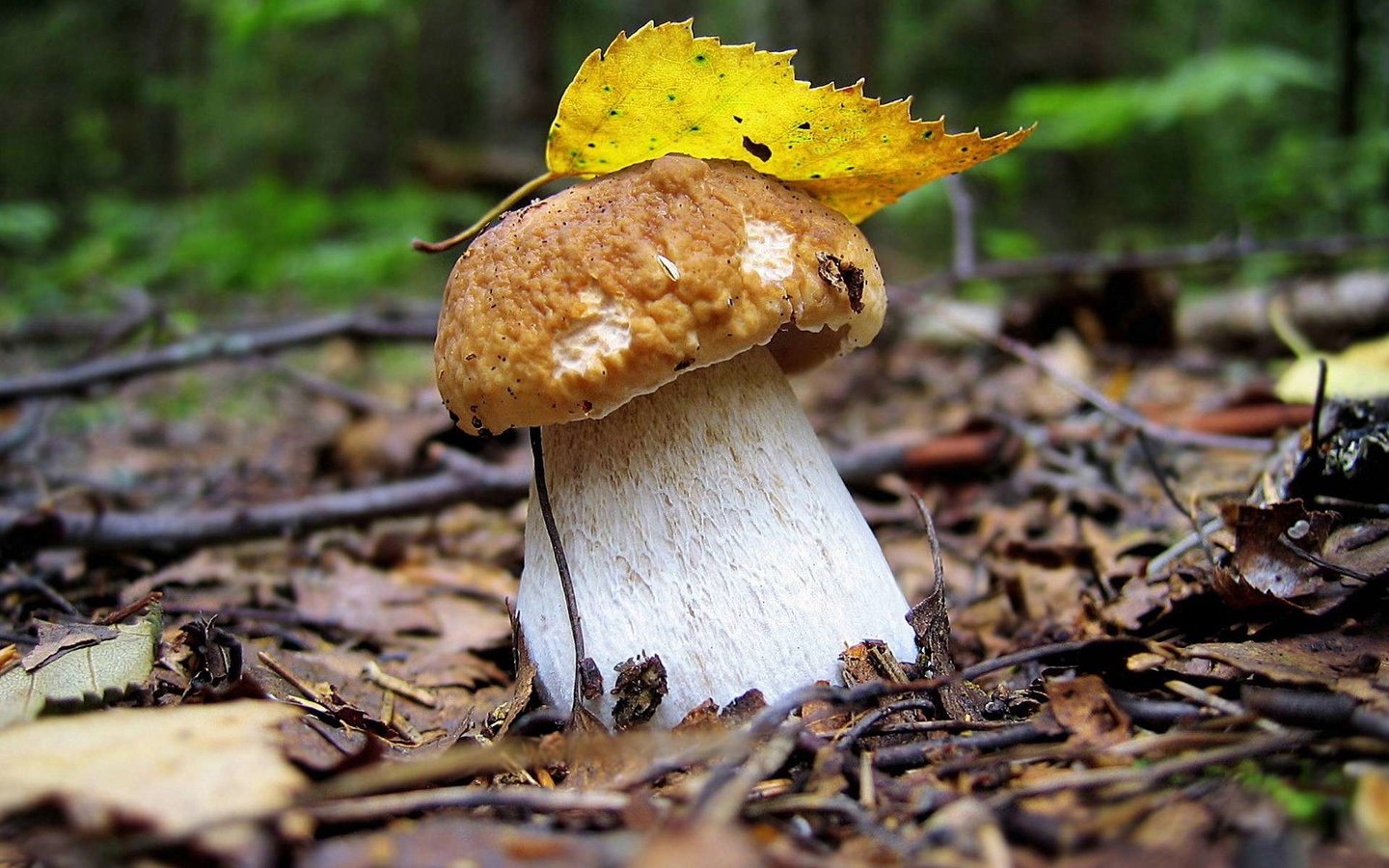 Обои лес, осень, лист, гриб, грибок, белый гриб, боровик, forest, autumn, sheet, mushroom, fungus, white mushroom, borovik разрешение 1920x1200 Загрузить