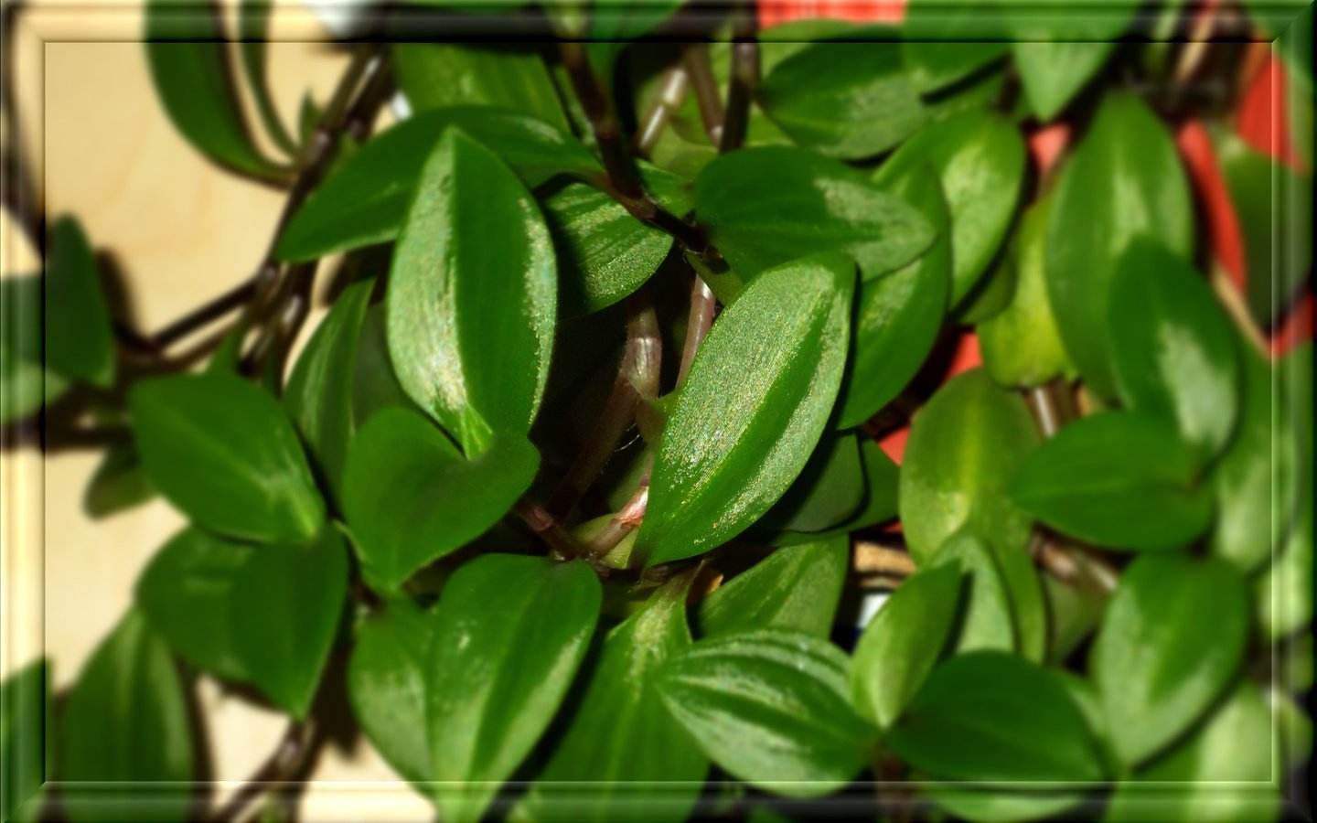 Обои зеленые листочки, домашний цветок, green leaves, home flower разрешение 2560x1600 Загрузить