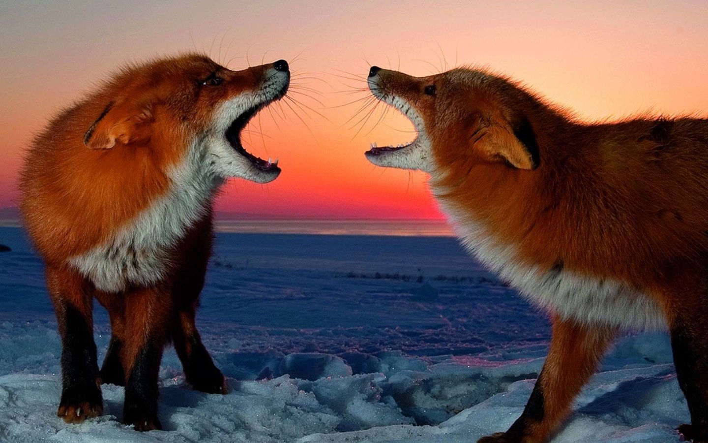 Обои снег, закат, зима, лисицы, лисы, snow, sunset, winter, foxes, fox разрешение 1920x1200 Загрузить