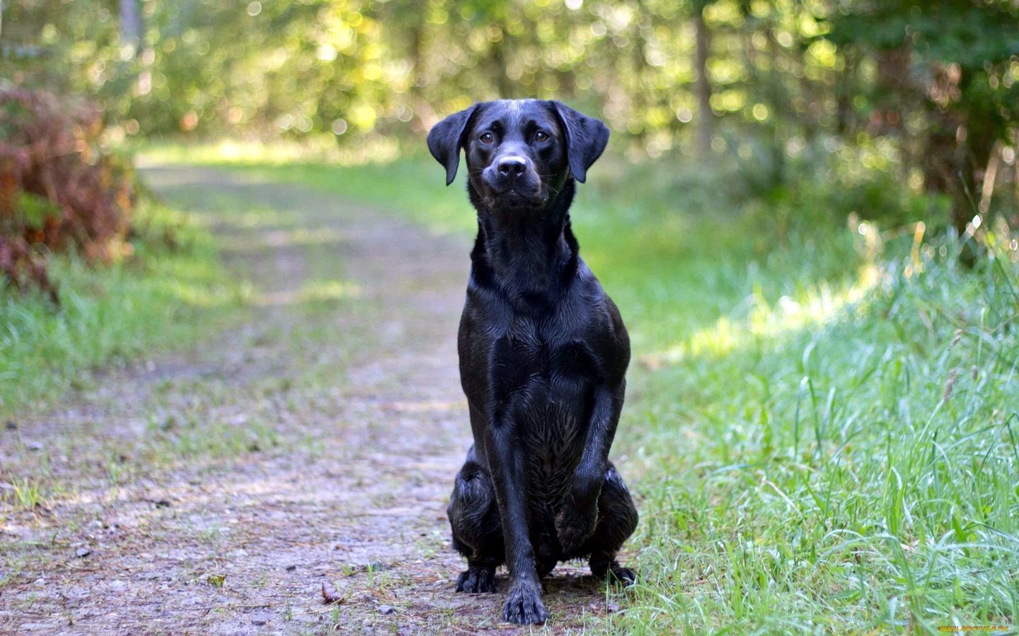 Обои дорога, лес, взгляд, собака, друг, черная, road, forest, look, dog, each, black разрешение 1920x1200 Загрузить