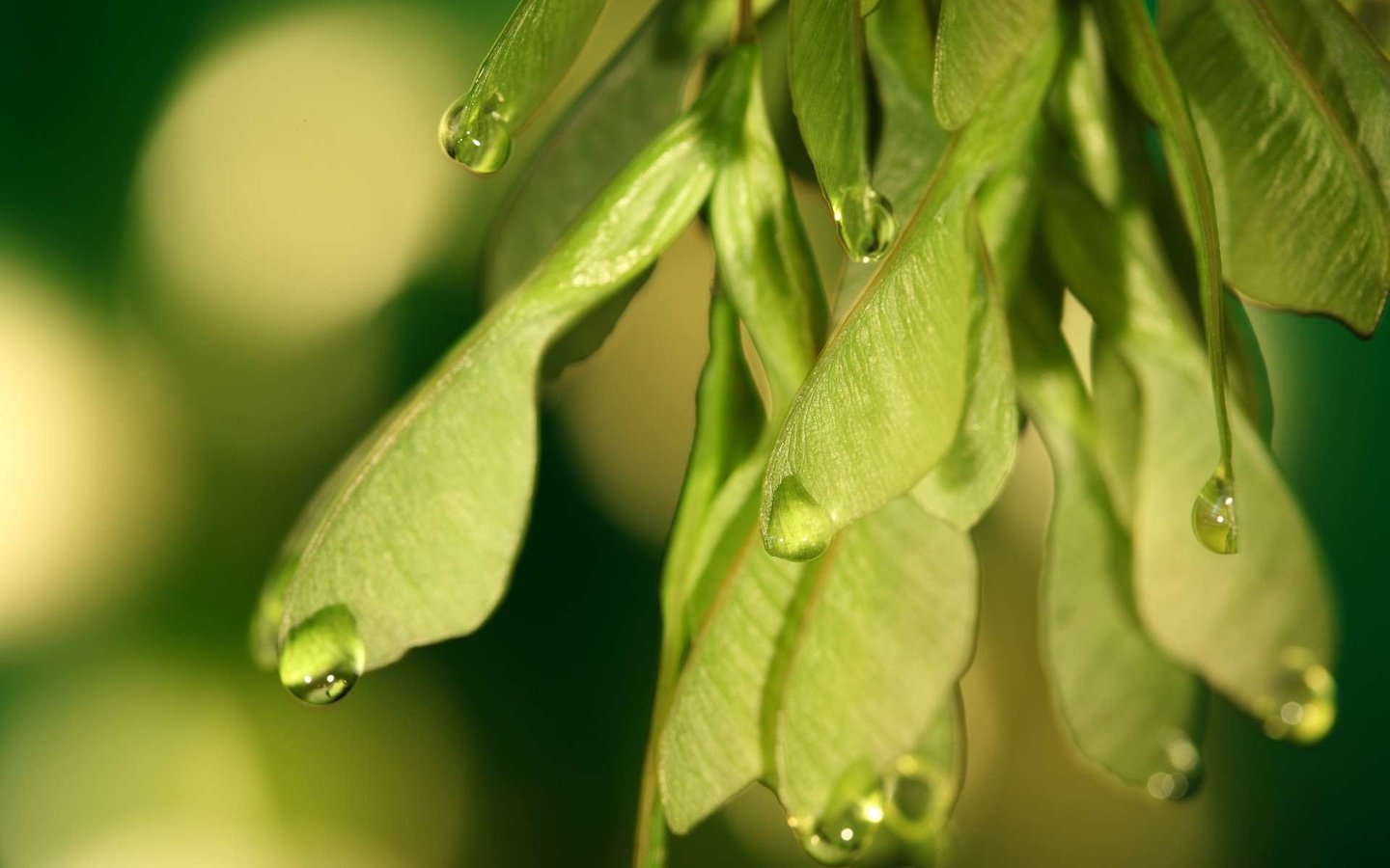 Обои макро, капли, семена, клен, macro, drops, seeds, maple разрешение 1920x1200 Загрузить