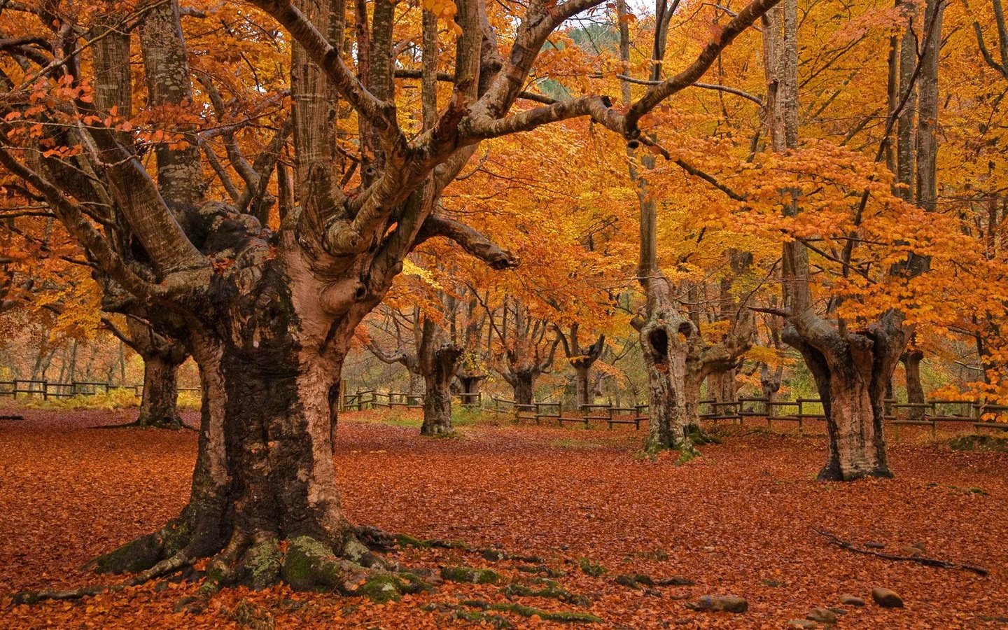 Обои деревья, листья, пейзаж, парк, осень, trees, leaves, landscape, park, autumn разрешение 1920x1200 Загрузить