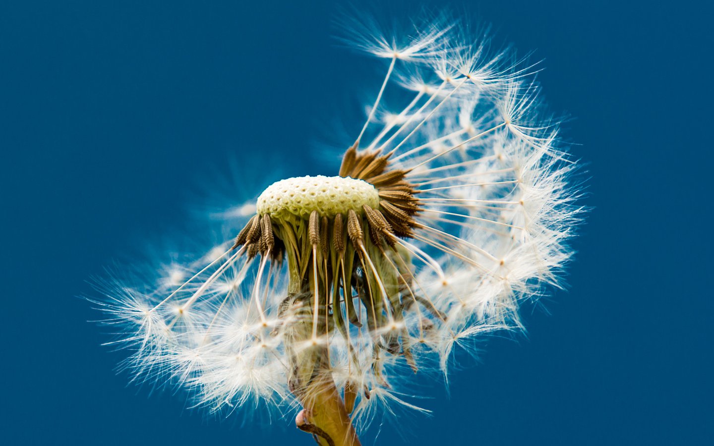 Обои макро, фон, цветок, одуванчик, пушинки, macro, background, flower, dandelion, fuzzes разрешение 2560x1600 Загрузить