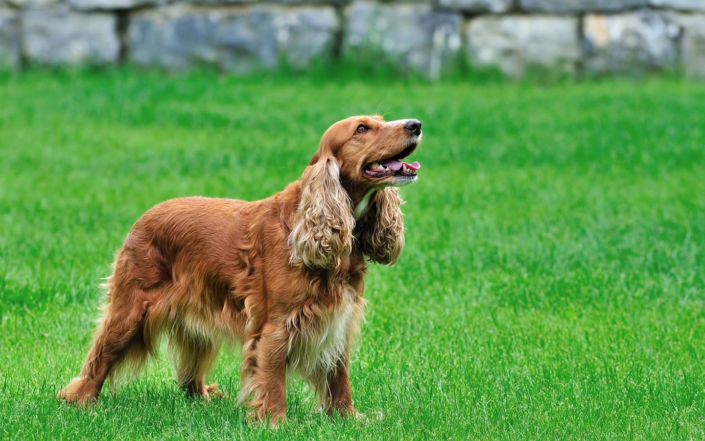 Обои спаниель, кокер-спаниель, spaniel, cocker spaniel разрешение 1920x1200 Загрузить