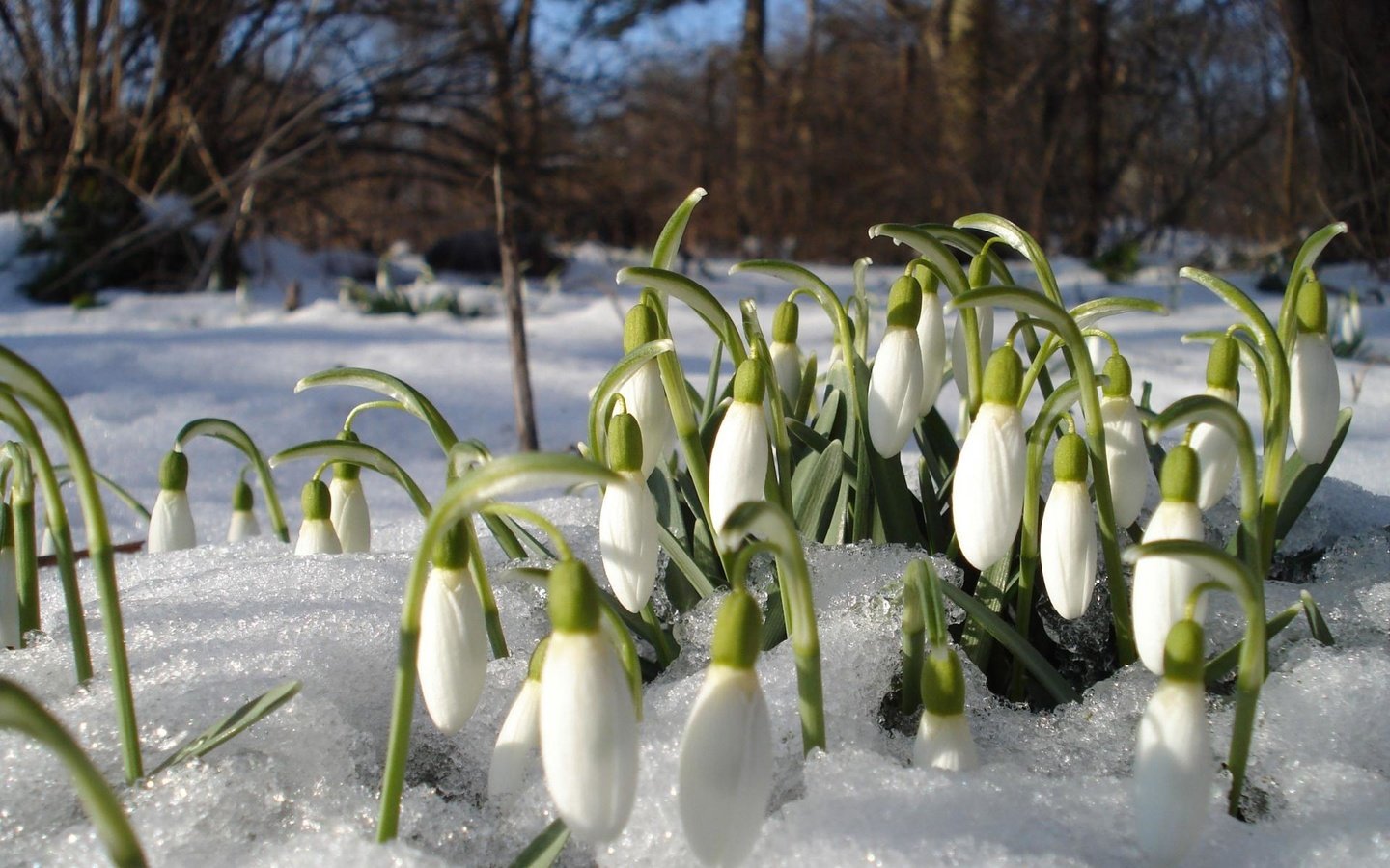 Обои цветы, снег, весна, подснежники, проталины, flowers, snow, spring, snowdrops, thawed разрешение 1920x1200 Загрузить