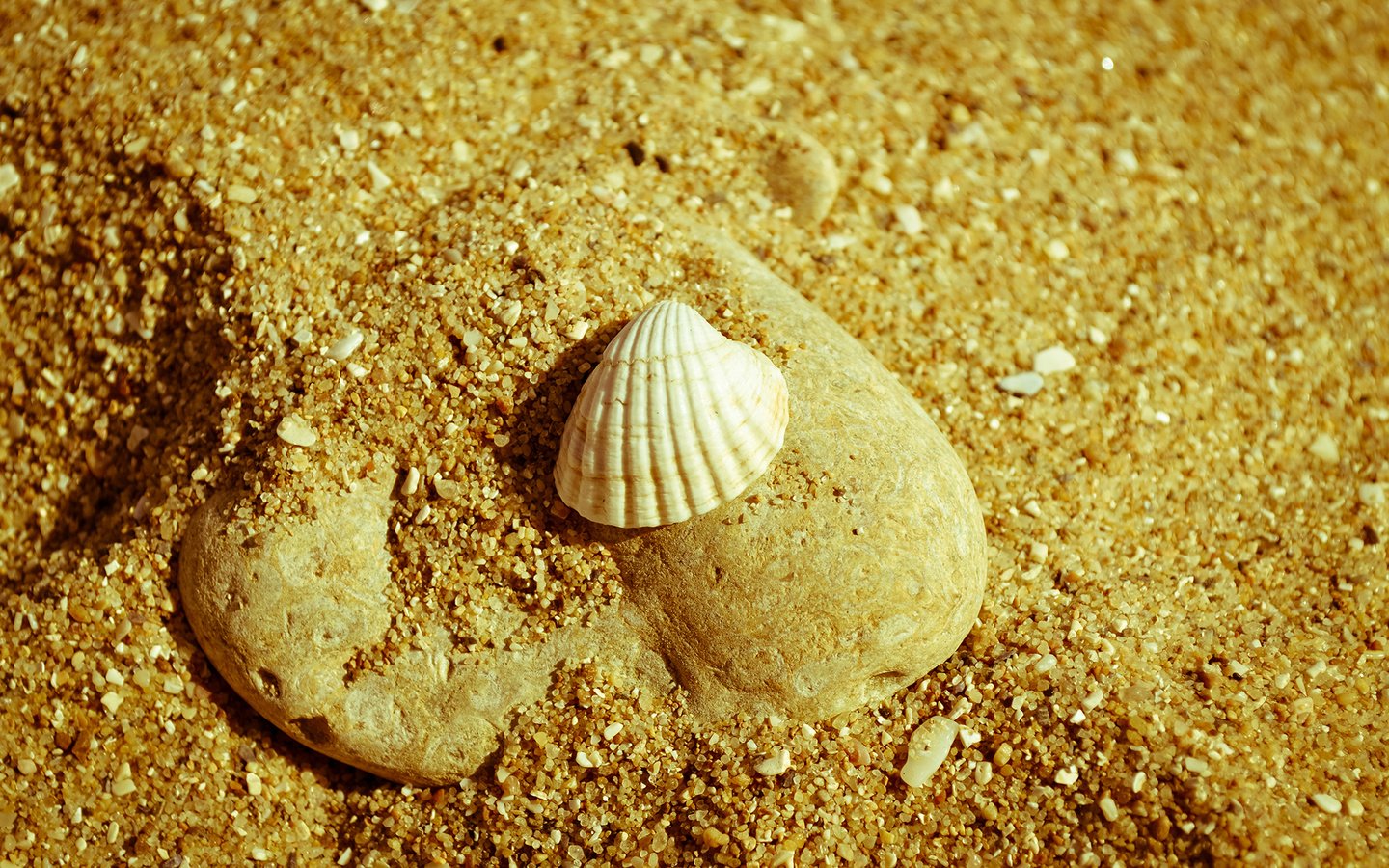 Обои природа, макро, песок, пляж, камень, ракушка, nature, macro, sand, beach, stone, shell разрешение 1920x1200 Загрузить