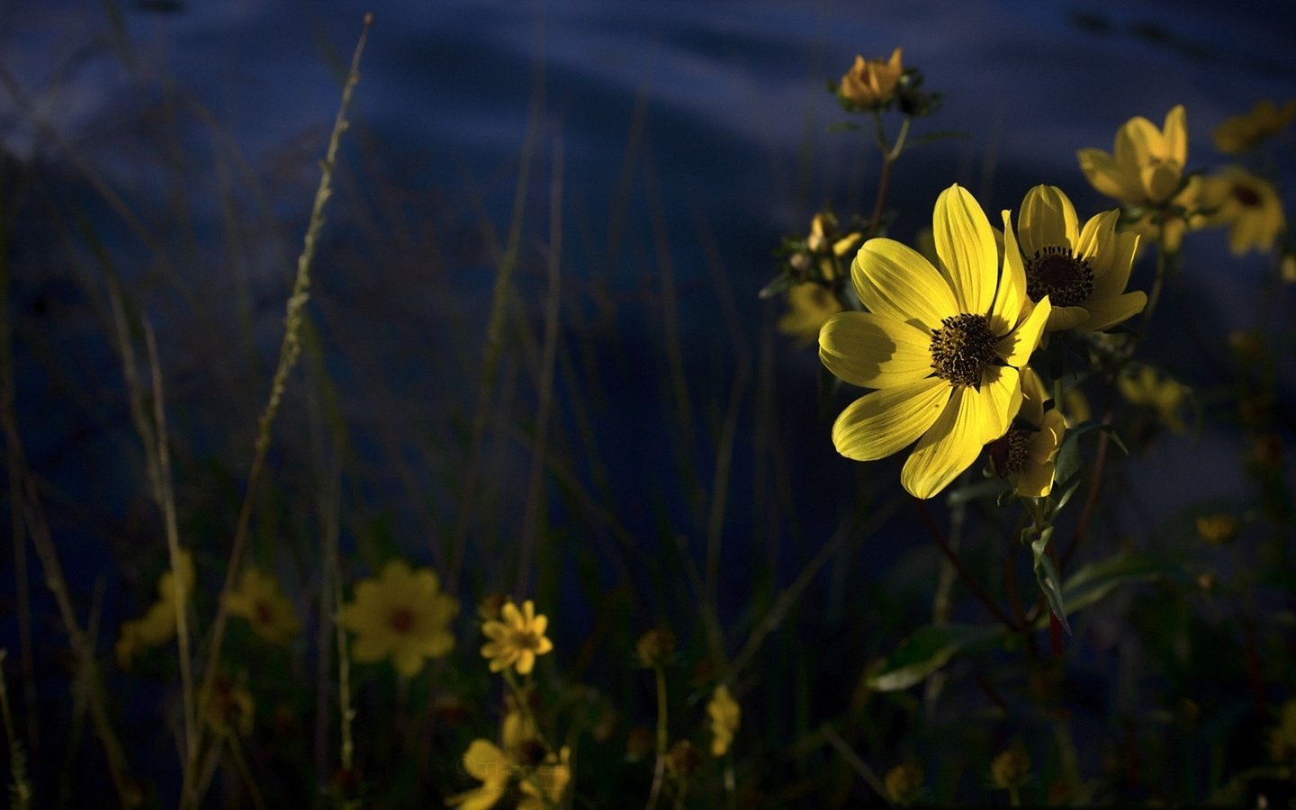 Обои цветы, лепестки, желтые, полевые цветы, flowers, petals, yellow, wildflowers разрешение 1920x1080 Загрузить