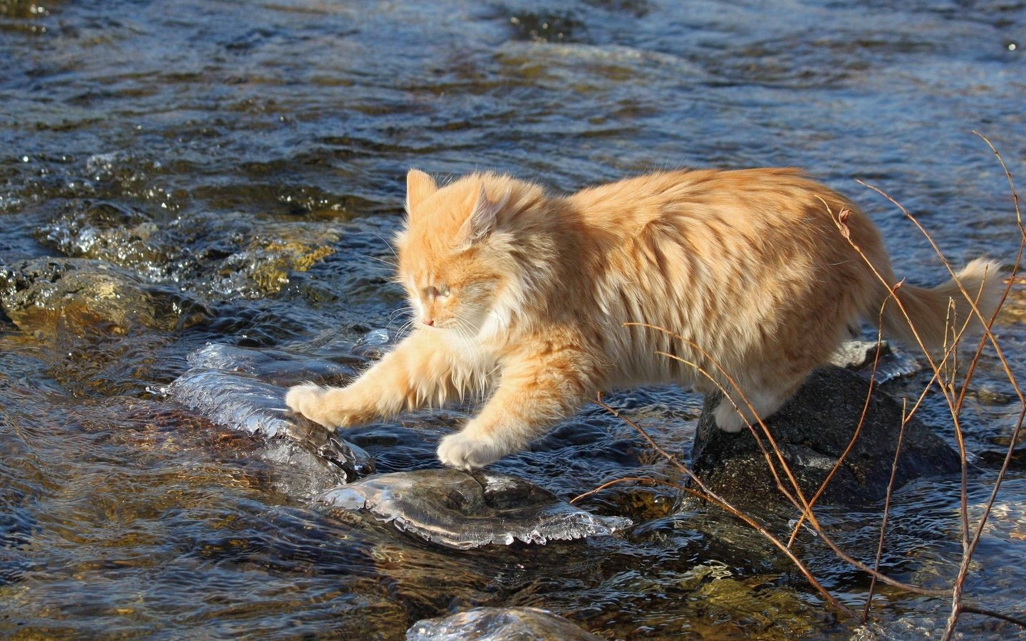 Обои вода, камни, ручей, кот, кошка, рыжий, рыжий кот, бесстрашный, исследователь, researcher, water, stones, stream, cat, red, red cat, fearless разрешение 2560x1600 Загрузить