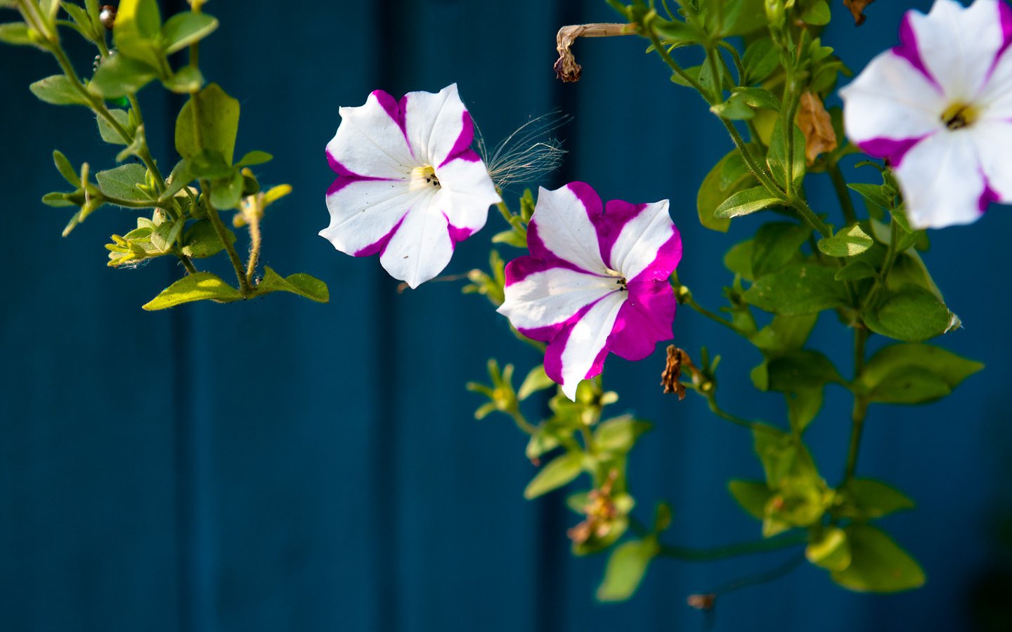 Обои цветы, листья, лепестки, белые, фиолетовые, петуния, flowers, leaves, petals, white, purple, petunia разрешение 1920x1079 Загрузить