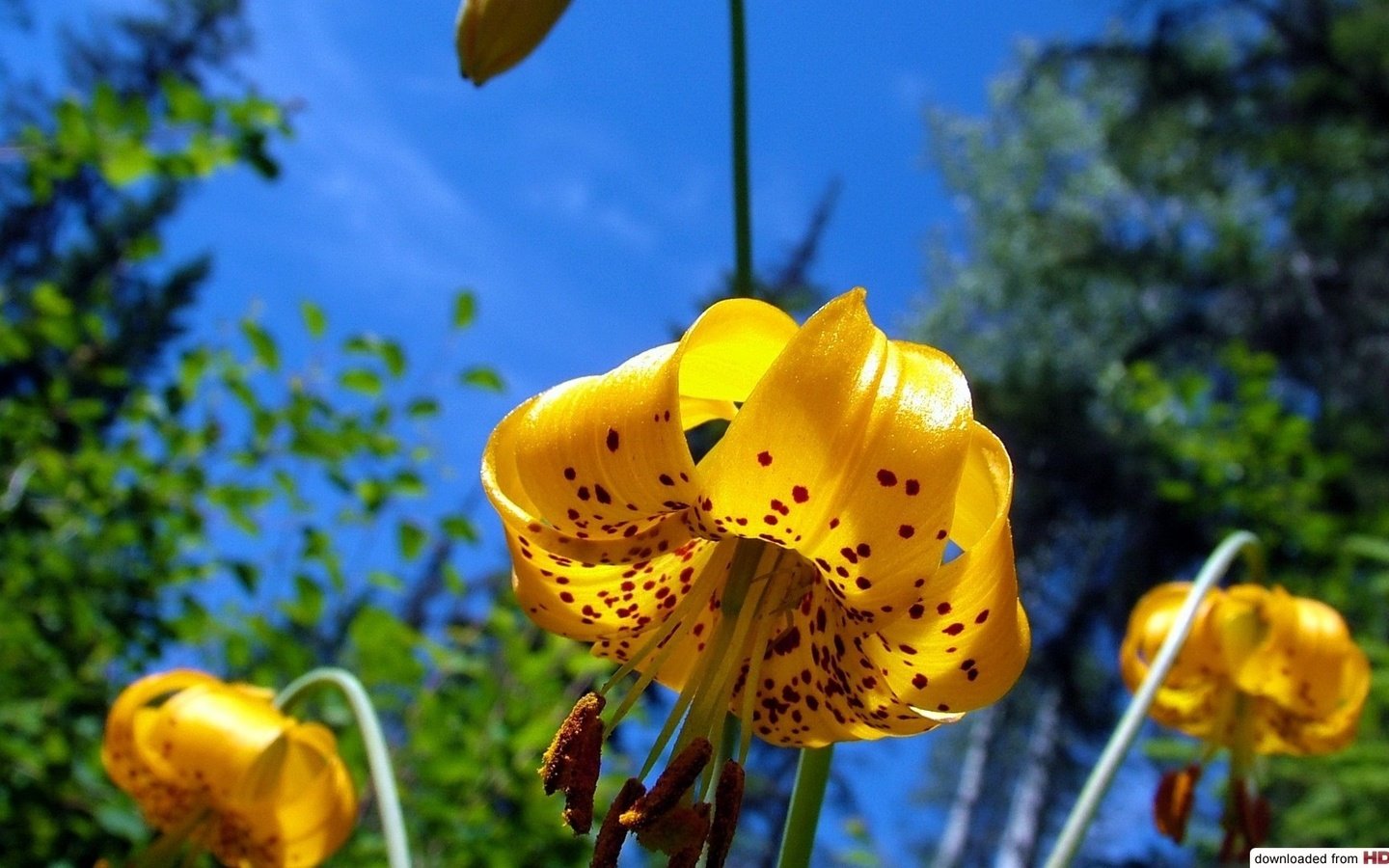 Обои небо, цветы, лепестки, тычинки, лилии, желтые, the sky, flowers, petals, stamens, lily, yellow разрешение 1920x1080 Загрузить