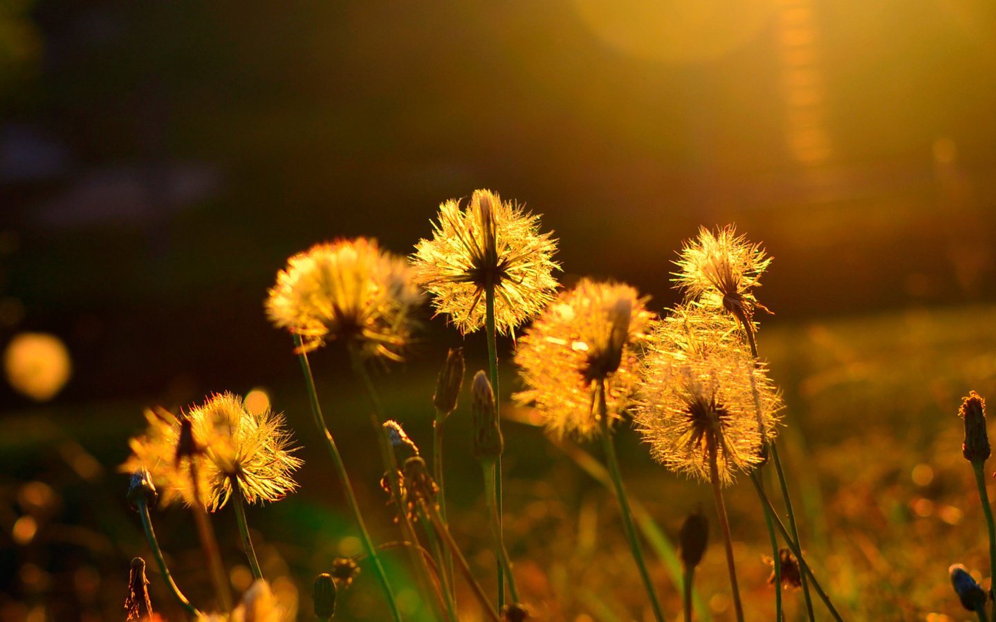 Обои солнце, лето, одуванчики, the sun, summer, dandelions разрешение 1920x1080 Загрузить