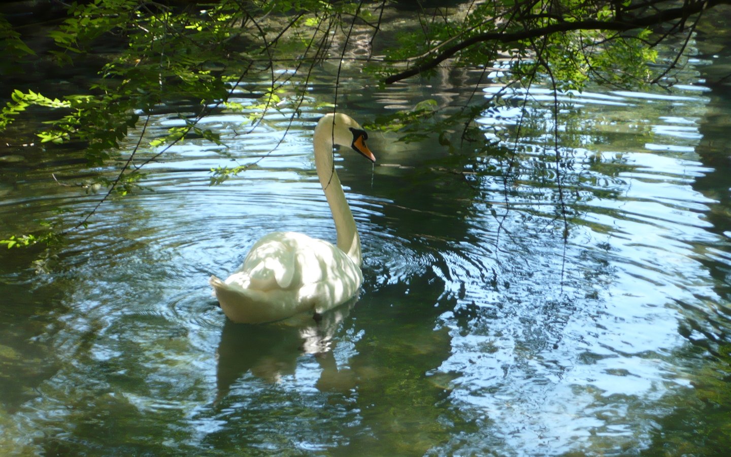 Обои пруд, лебедь, pond, swan разрешение 3072x2048 Загрузить