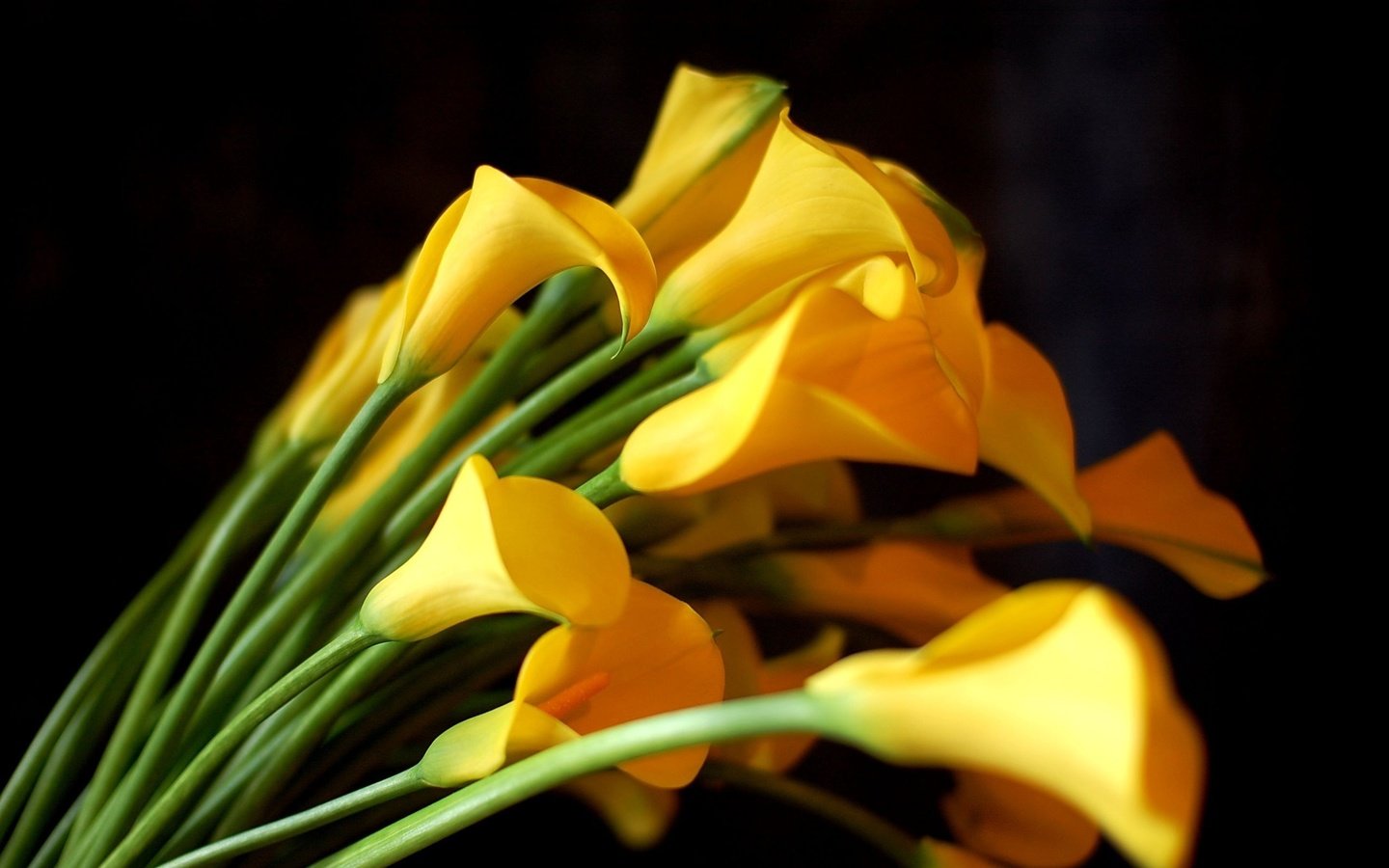 Обои цветы, черный фон, букет, желтые, каллы, flowers, black background, bouquet, yellow, calla lilies разрешение 2550x1695 Загрузить