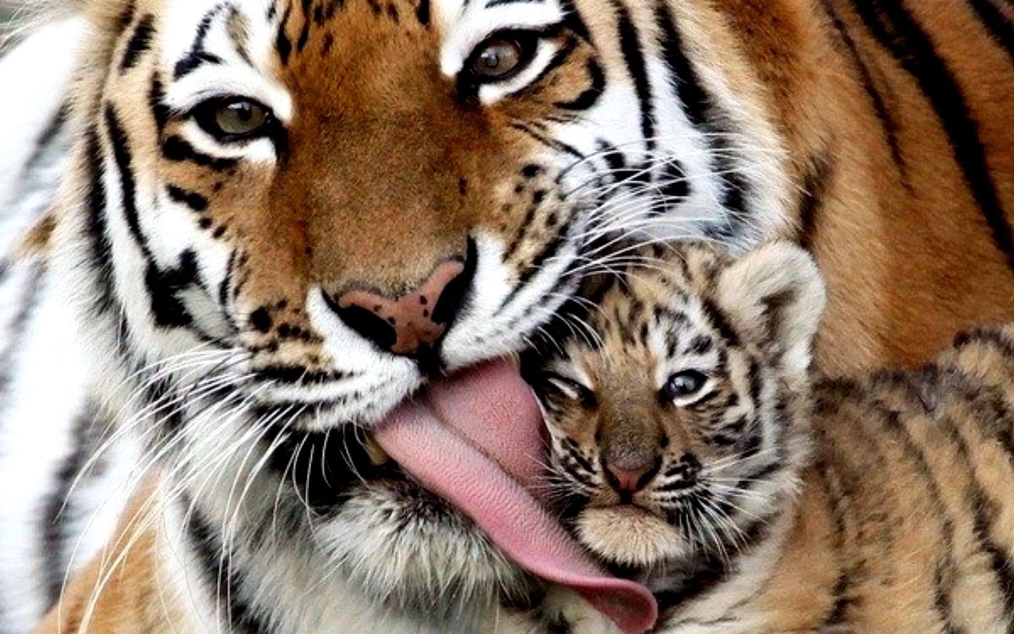 Обои тигр, тигренок, семья, малыш, язык, тигры, tiger, family, baby, language, tigers разрешение 2000x1337 Загрузить