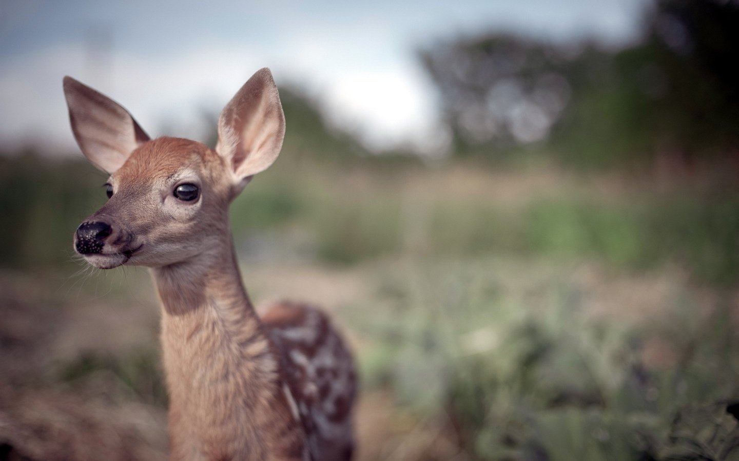 Обои природа, олень, фон, детеныш, олененок, nature, deer, background, cub, fawn разрешение 1920x1200 Загрузить