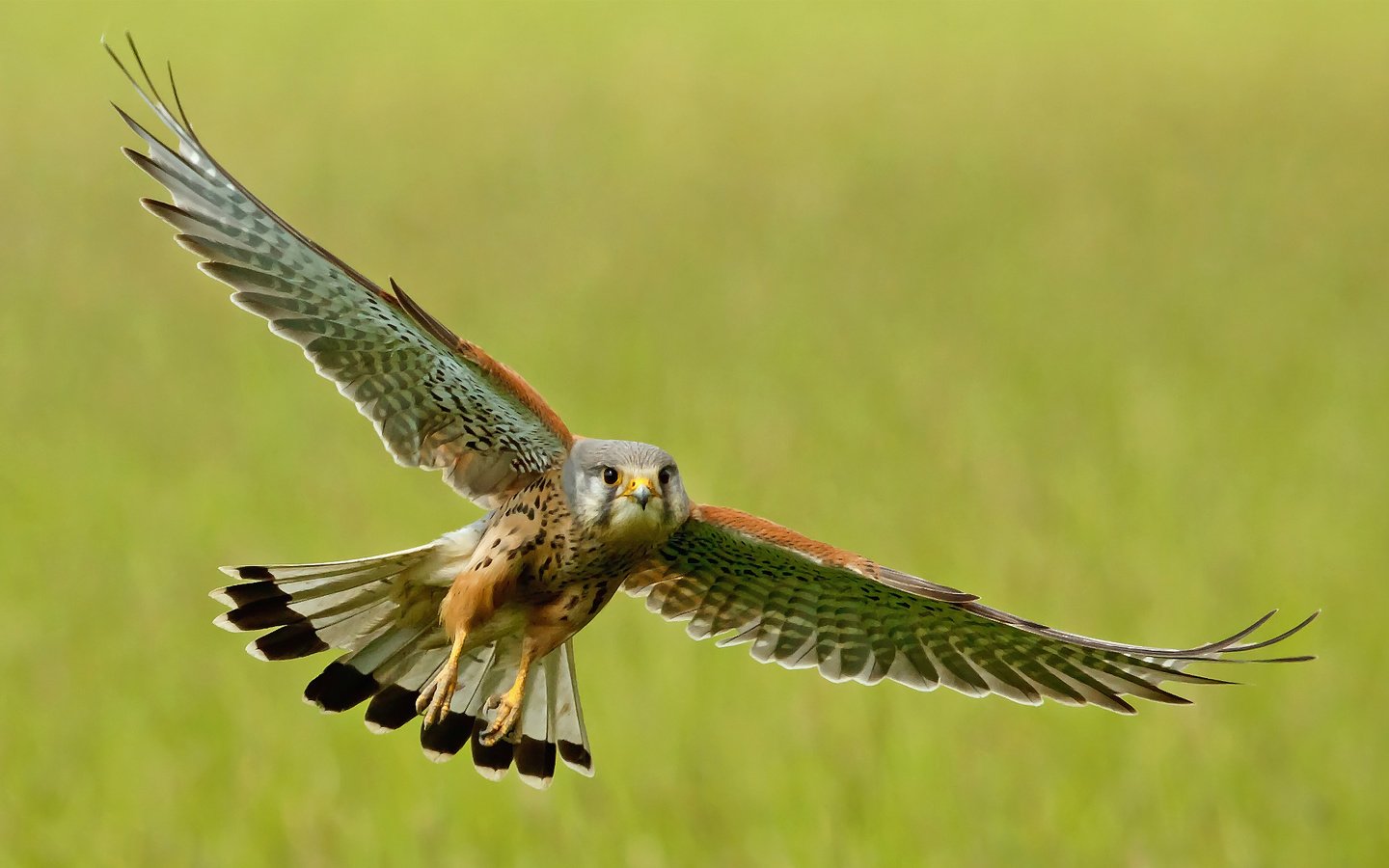 Обои полет, крылья, птица, взмах, пустельга, flight, wings, bird, stroke, kestrel разрешение 1920x1170 Загрузить