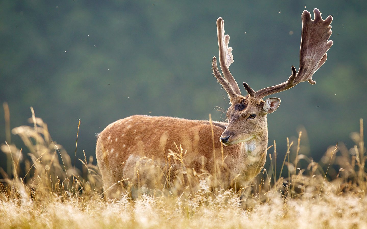 Обои трава, природа, лес, олень, рога, grass, nature, forest, deer, horns разрешение 1920x1200 Загрузить