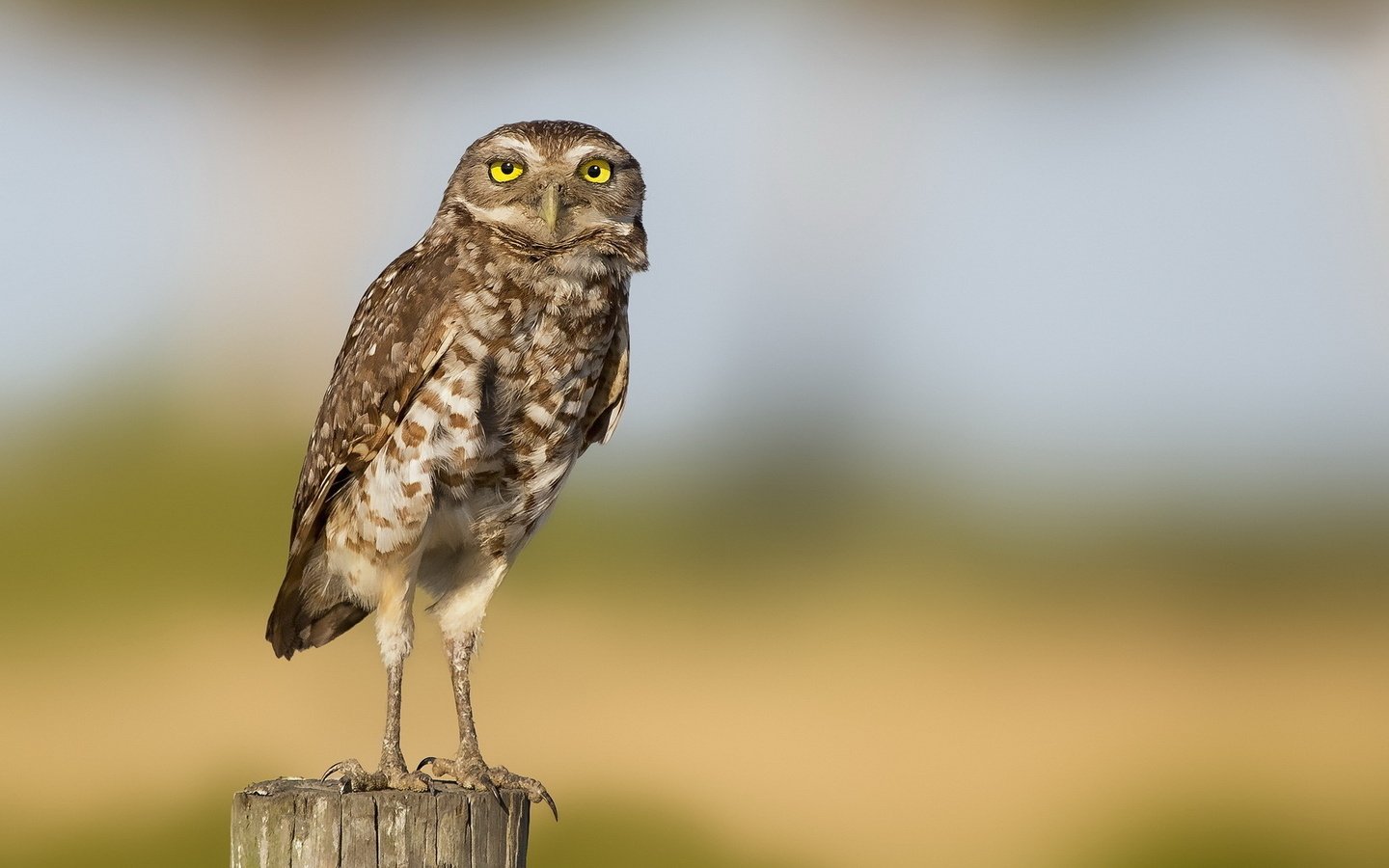 Обои сова, природа, размытость, птица, лапки, owl, nature, blur, bird, legs разрешение 1920x1200 Загрузить