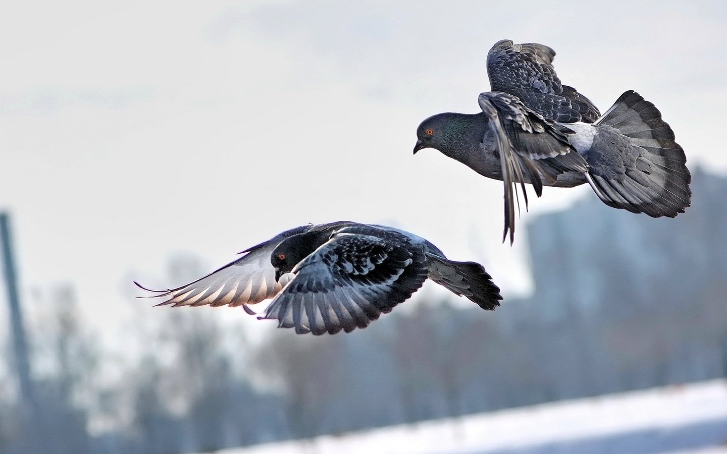 Обои небо, полет, город, крылья, птицы, пара, голуби, the sky, flight, the city, wings, birds, pair, pigeons разрешение 1920x1200 Загрузить