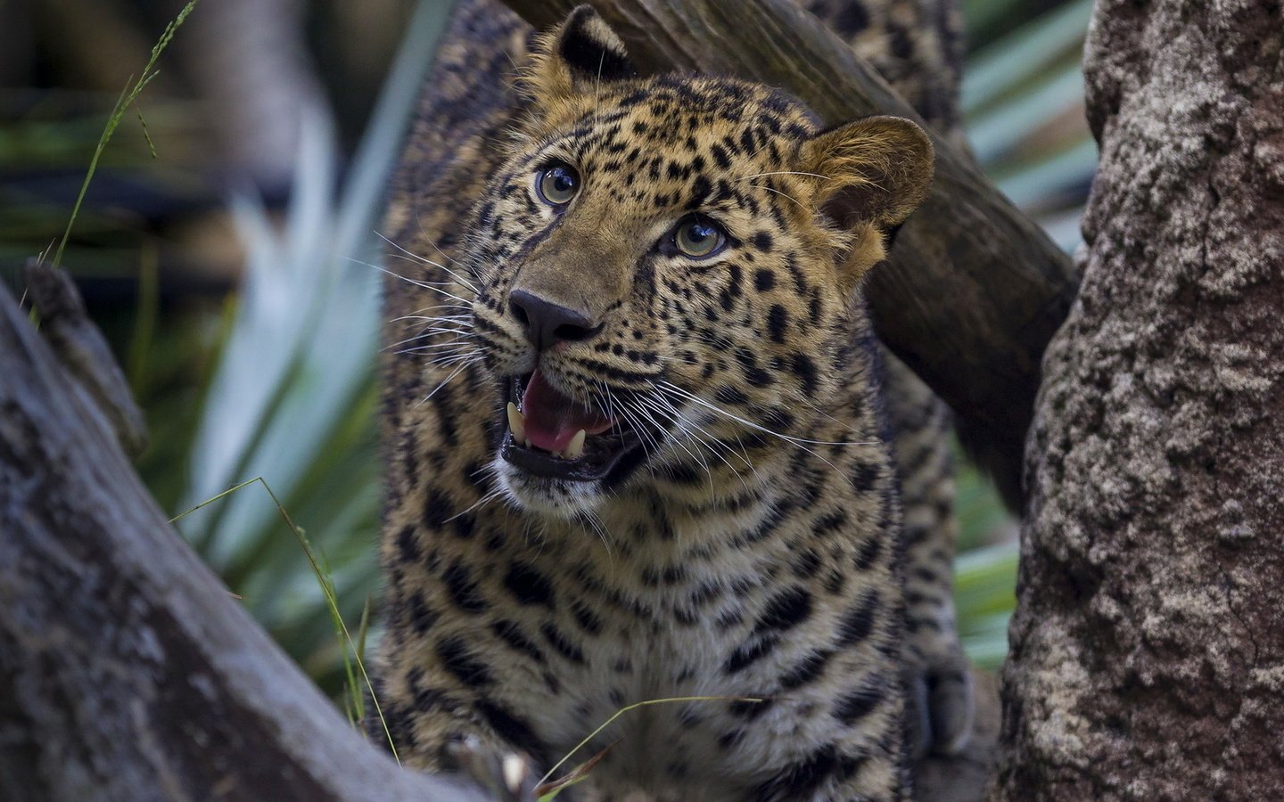 Обои природа, дерево, леопард, хищник, охотник, гепард, nature, tree, leopard, predator, hunter, cheetah разрешение 1920x1200 Загрузить