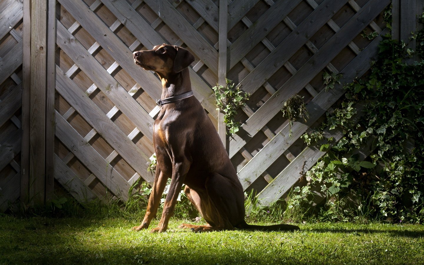 Обои трава, забор, собака, ошейник, доберман, стойка, grass, the fence, dog, collar, doberman, stand разрешение 2560x1600 Загрузить