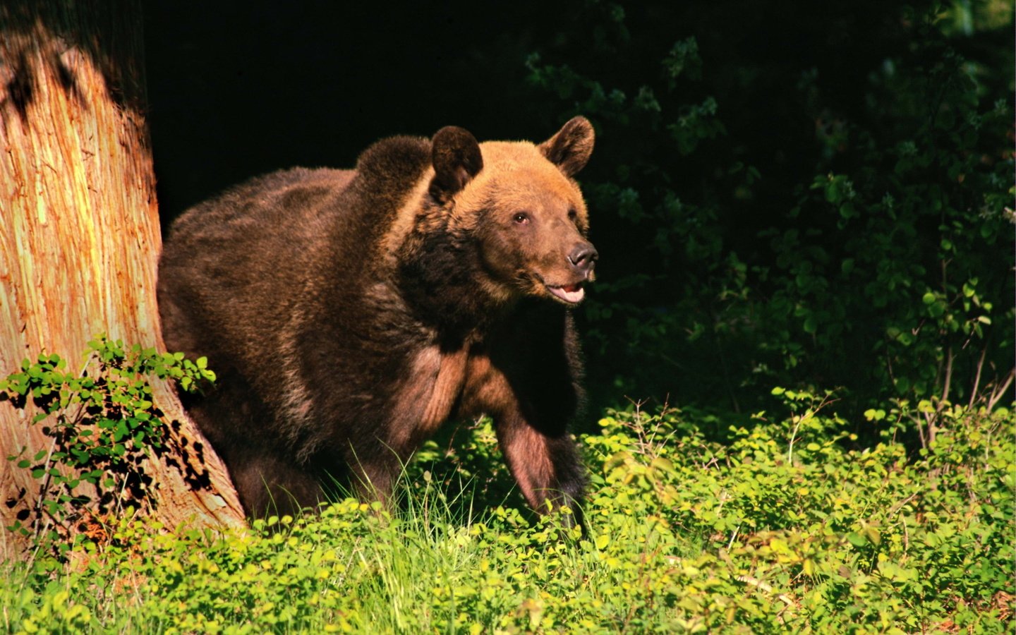 Обои дерево, лес, лето, медведь, бурый медведь, tree, forest, summer, bear, brown bear разрешение 2560x1600 Загрузить