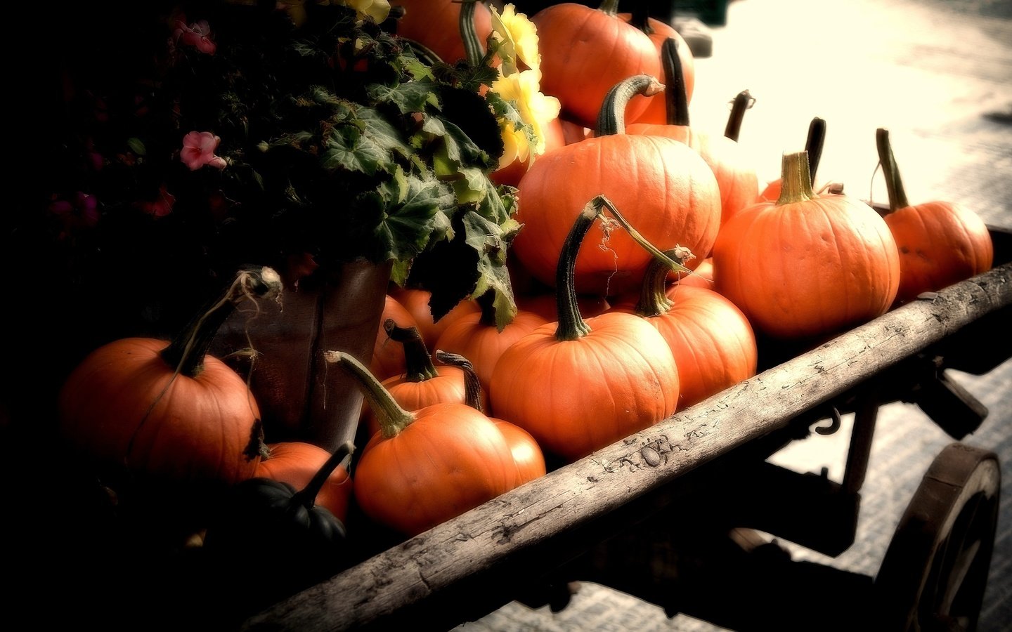 Обои осень, урожай, овощи, тыква, телега, autumn, harvest, vegetables, pumpkin, cart разрешение 2560x1600 Загрузить