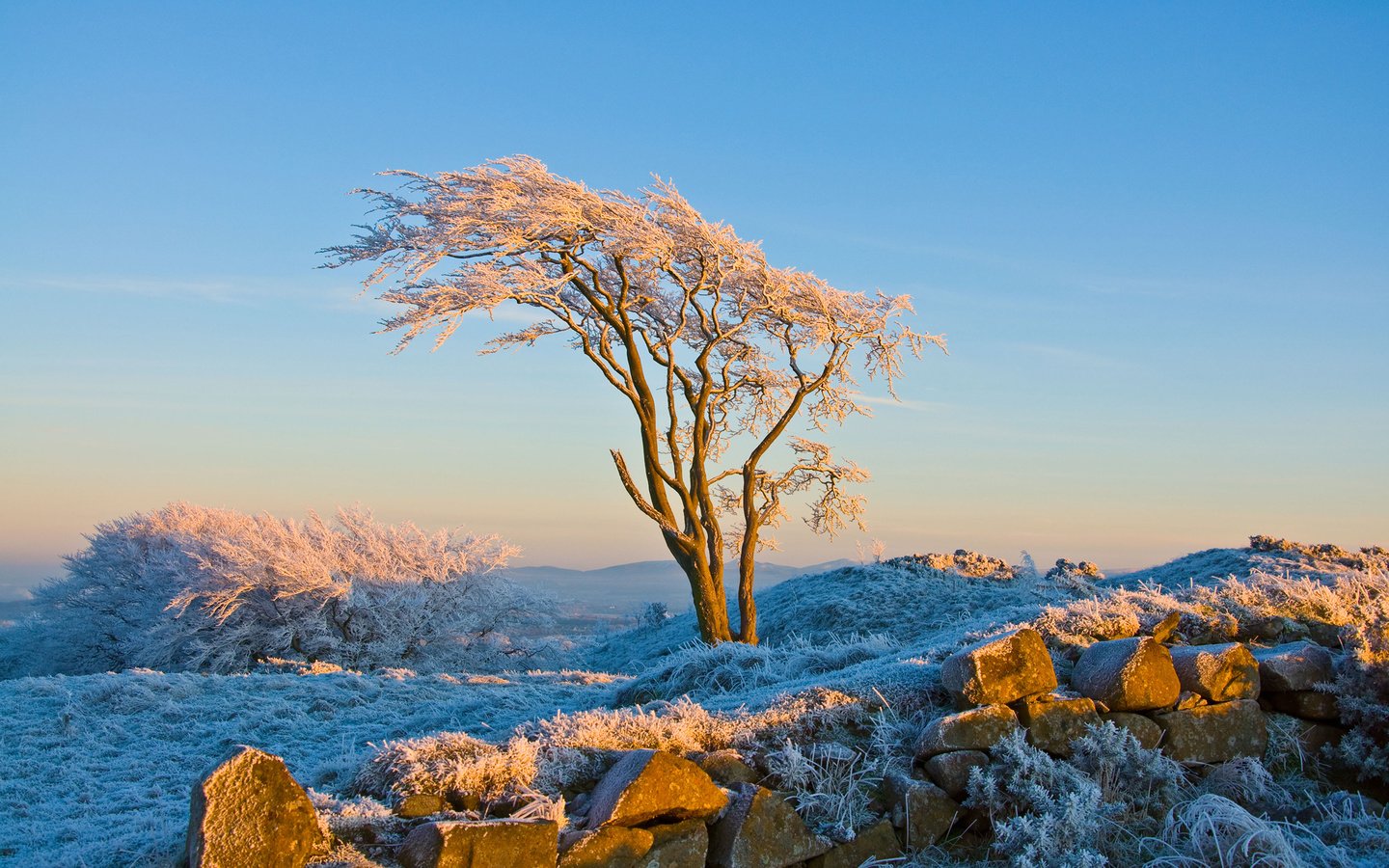 Обои снег, природа, дерево, камни, зима, иней, snow, nature, tree, stones, winter, frost разрешение 2560x1600 Загрузить