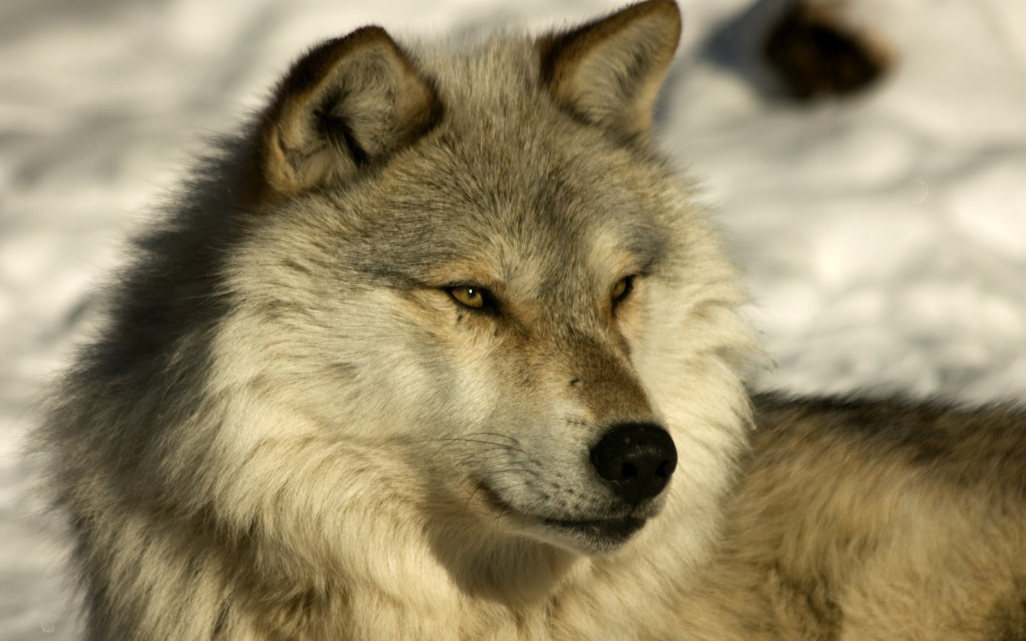 Обои волк, лайка, брус, wolf, laika, timber разрешение 3922x2693 Загрузить