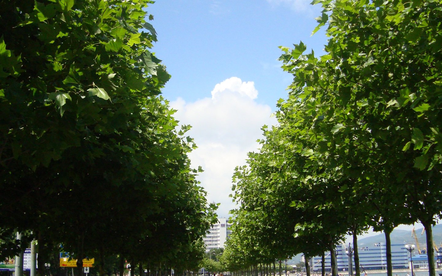 Обои деревья, россия, аллея, новосибирск, trees, russia, alley, novosibirsk разрешение 2448x3264 Загрузить