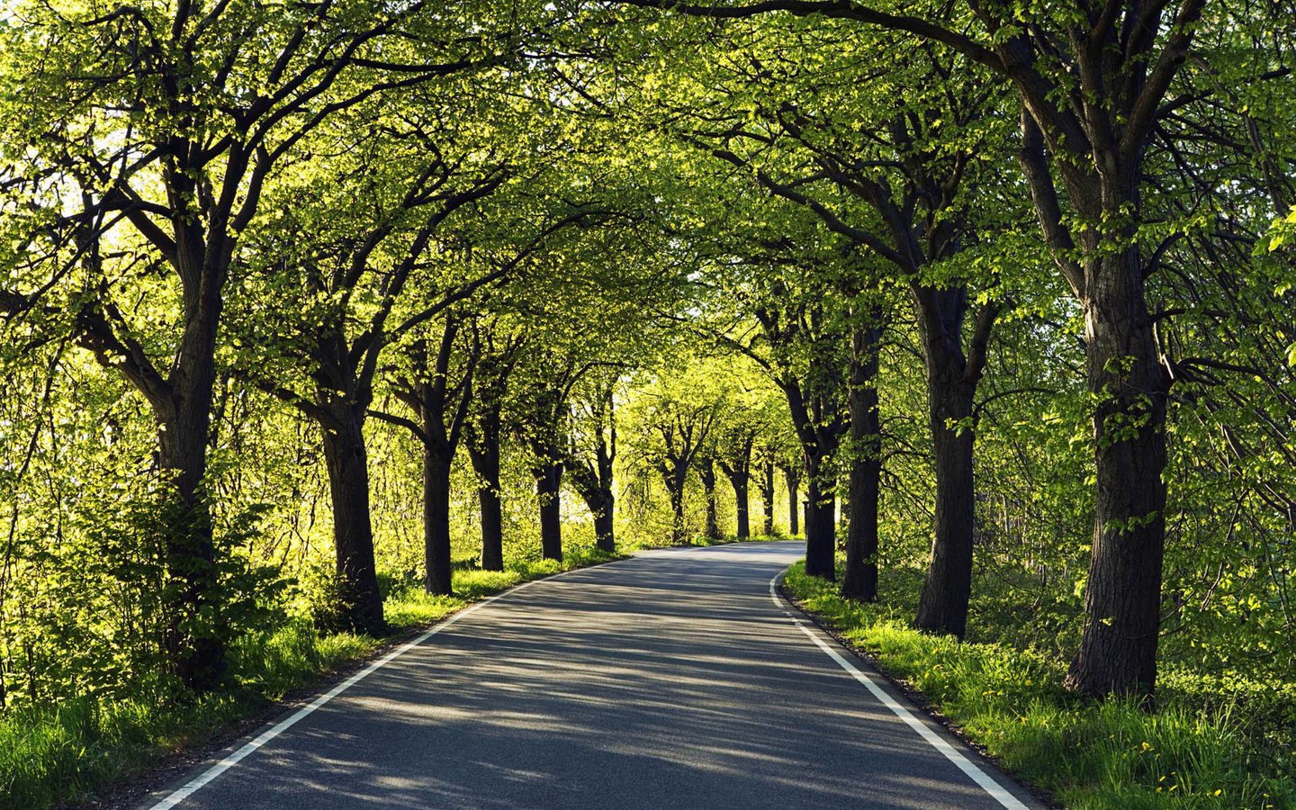 Обои дорога, деревья, асфальт, road, trees, asphalt разрешение 1920x1200 Загрузить