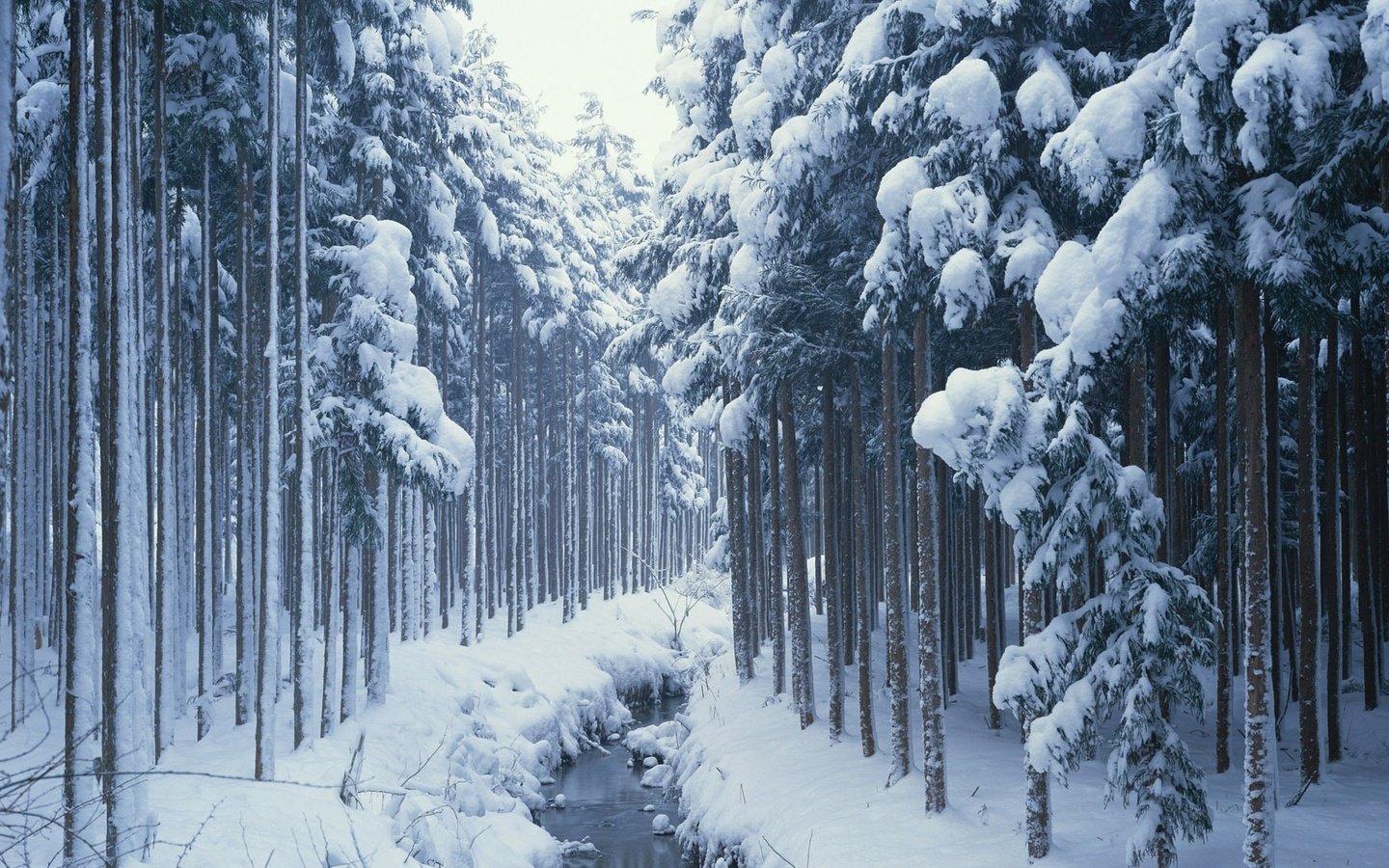 Обои деревья, снег, лес, зима, ручей, сосны, сугробы, хвойные, trees, snow, forest, winter, stream, pine, the snow, coniferous разрешение 1920x1080 Загрузить