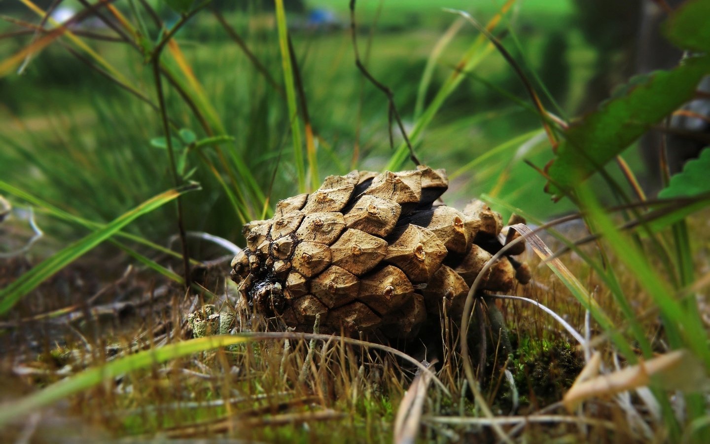 Обои трава, природа, лес, макро, шишка, grass, nature, forest, macro, bump разрешение 2560x1600 Загрузить