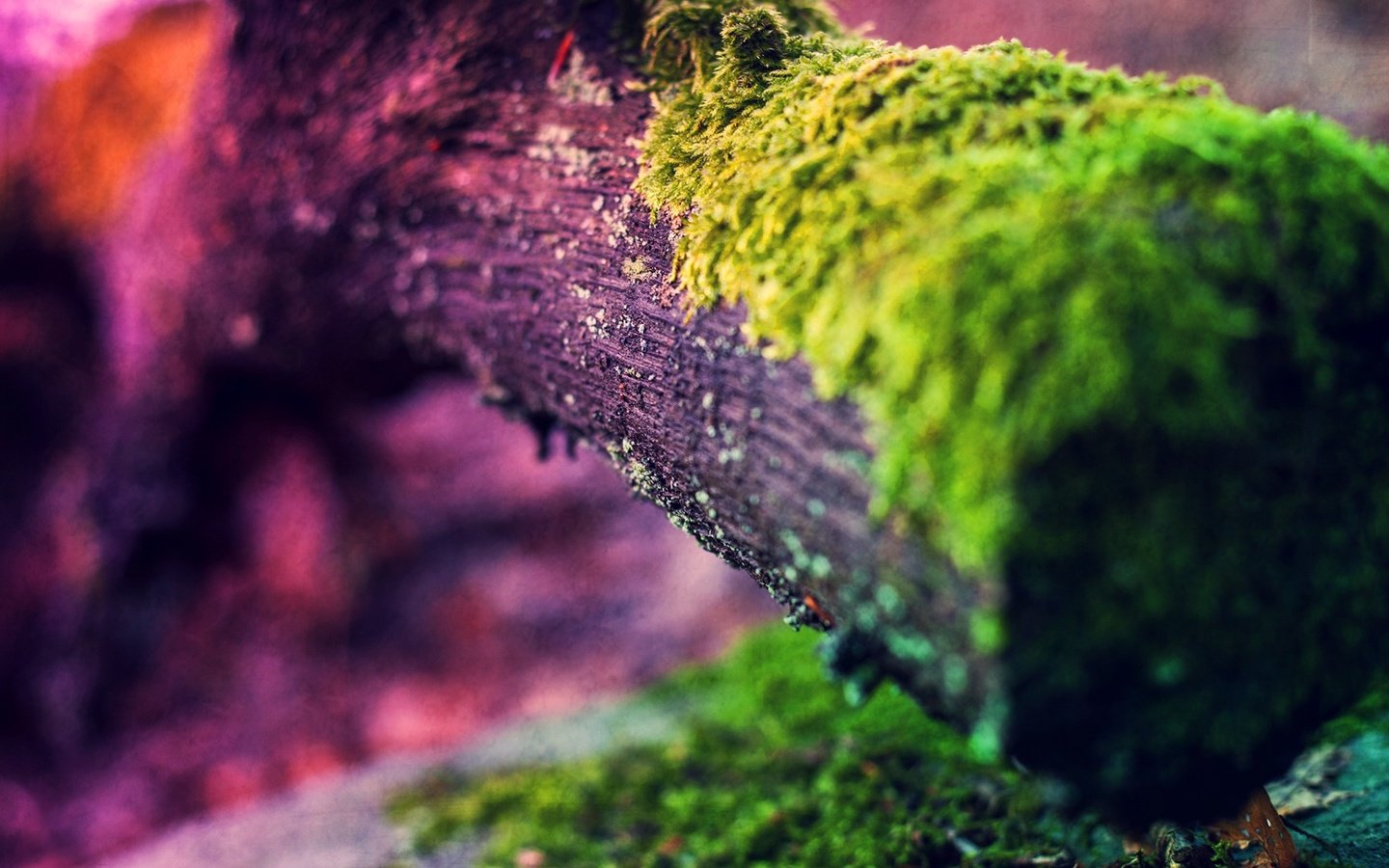 Обои свет, природа, дерево, макро, цвет, мох, ствол, light, nature, tree, macro, color, moss, trunk разрешение 1920x1080 Загрузить