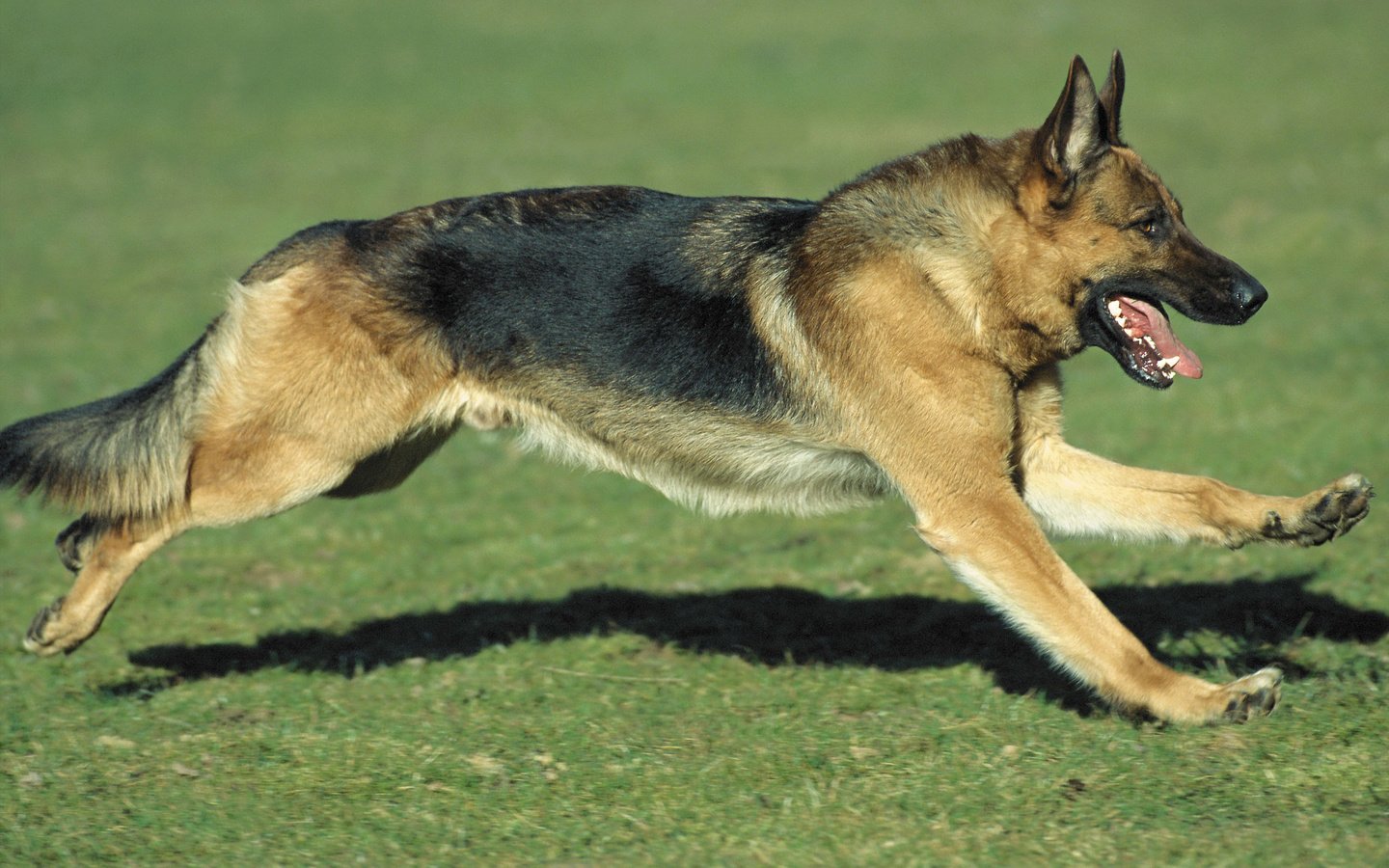 Обои трава, собака, бег, немецкая овчарка, grass, dog, running, german shepherd разрешение 2560x1600 Загрузить