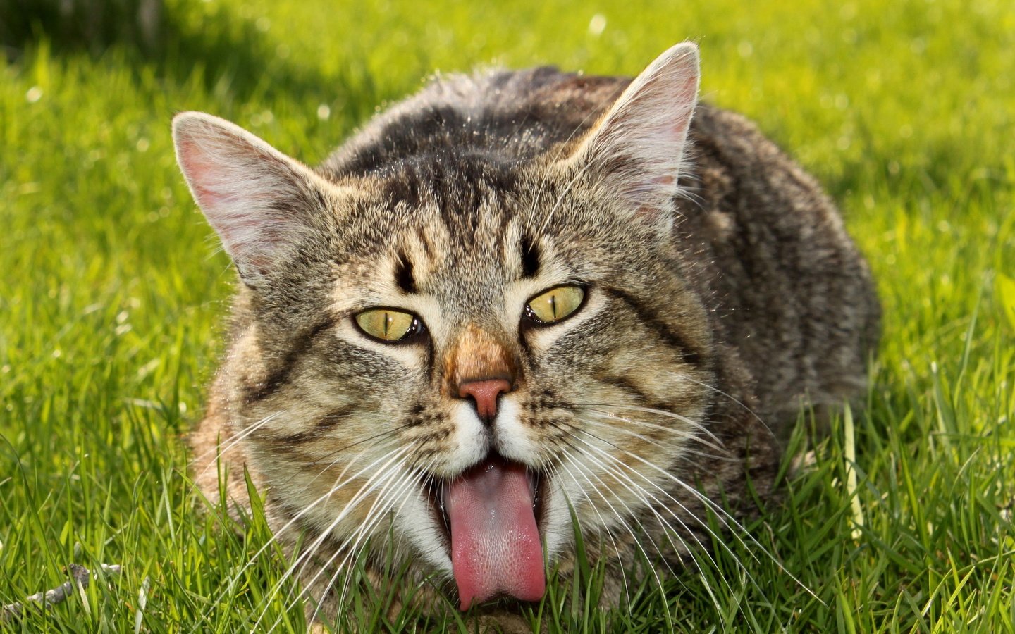 Обои трава, кот, лето, кошка, взгляд, лежит, язык, grass, cat, summer, look, lies, language разрешение 2560x1600 Загрузить