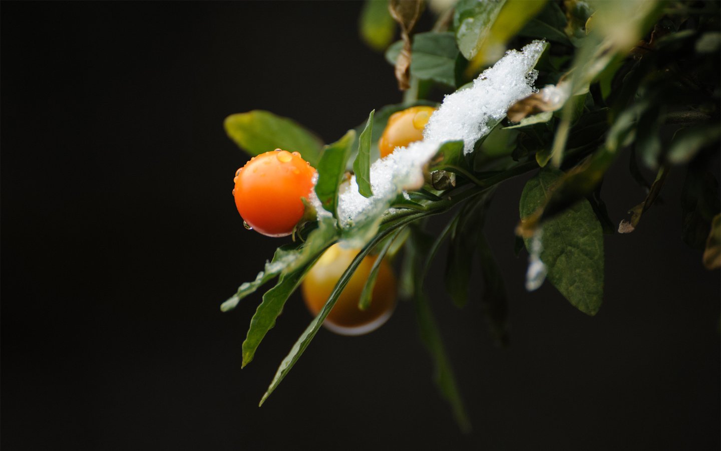 Обои ветка, снег, природа, листья, фон, ягоды, branch, snow, nature, leaves, background, berries разрешение 1920x1200 Загрузить