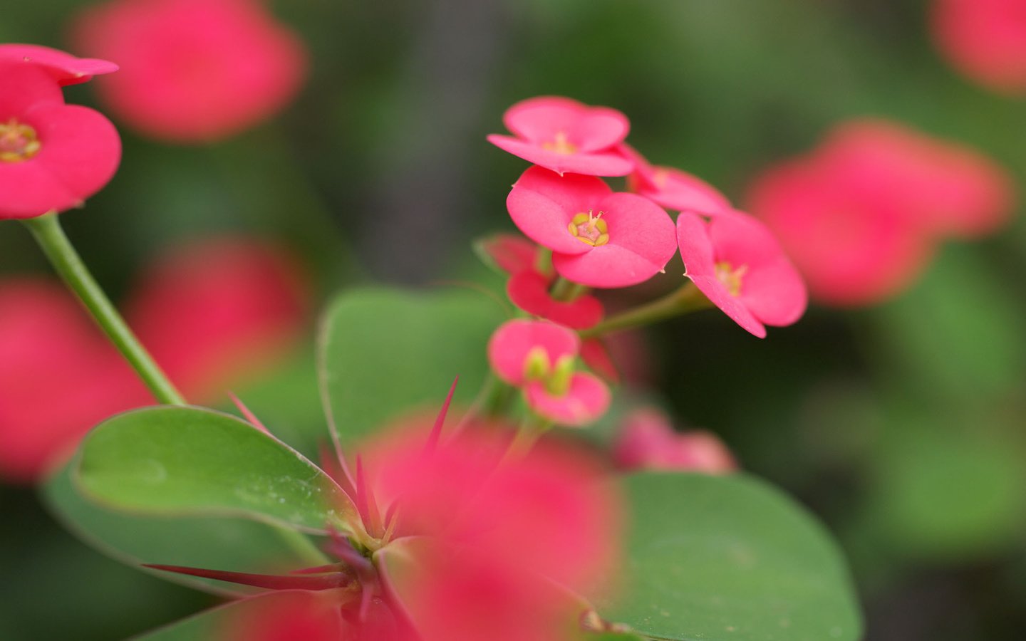 Обои цветы, зелень, листья, макро, размытость, розовый, молочай миля, flowers, greens, leaves, macro, blur, pink разрешение 1920x1200 Загрузить