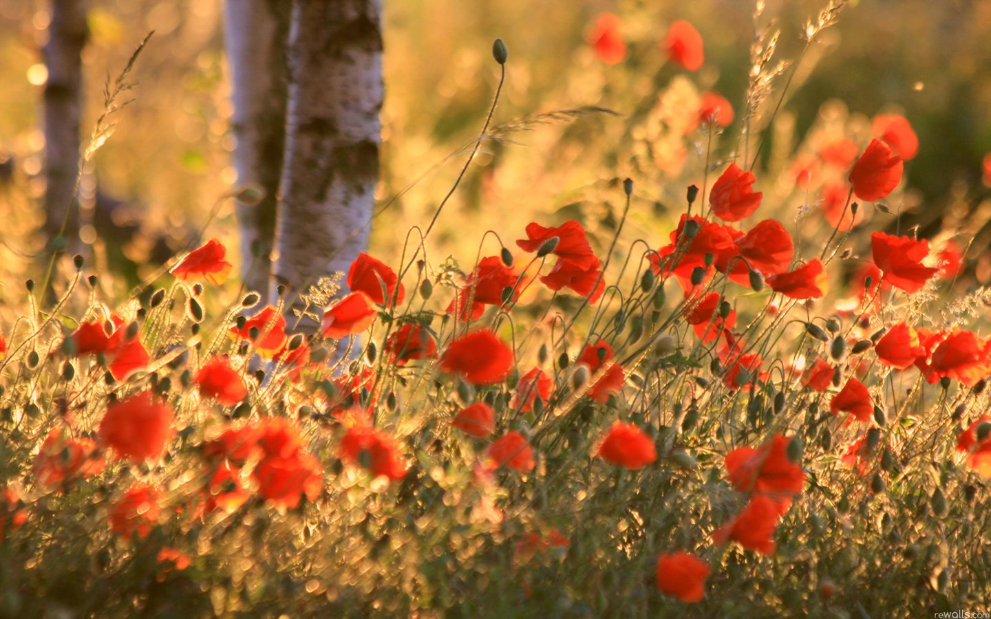 Обои поле, лето, маки, field, summer, maki разрешение 1920x1200 Загрузить