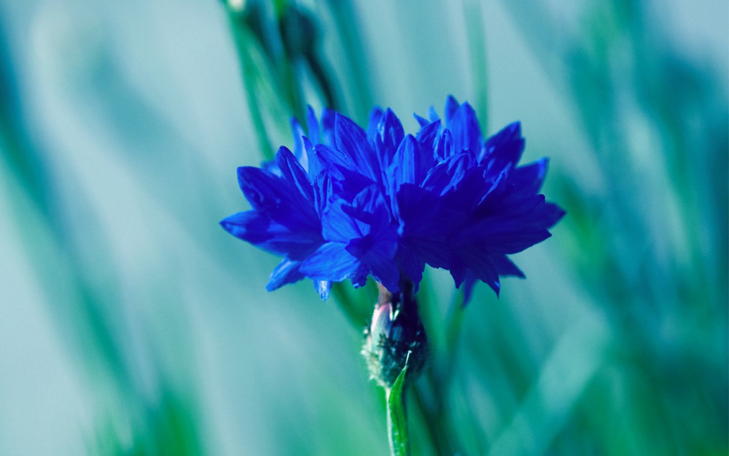 Обои синий, размытость, василек, blue, blur, cornflower разрешение 2795x1947 Загрузить