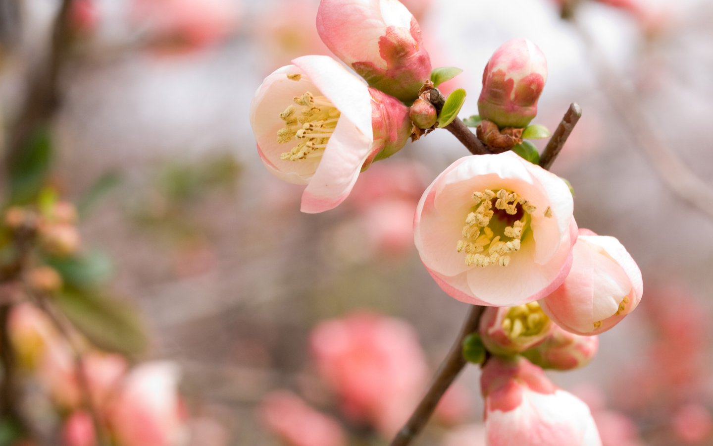 Обои ветка, vetka, цветение, весна, розовый, вишня, сакура, rozovyj, vesna, vishnya, cvetenie, branch, flowering, spring, pink, cherry, sakura разрешение 3648x2736 Загрузить