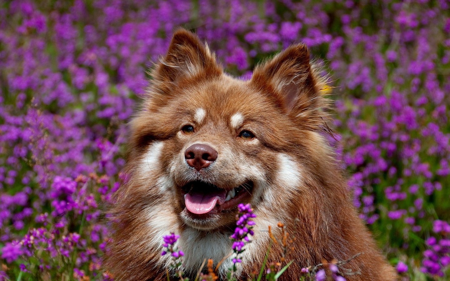 Обои морда, цветы, собака, уши, язык, финский лаппхунд, face, flowers, dog, ears, language, finnish lapphund разрешение 2560x1600 Загрузить