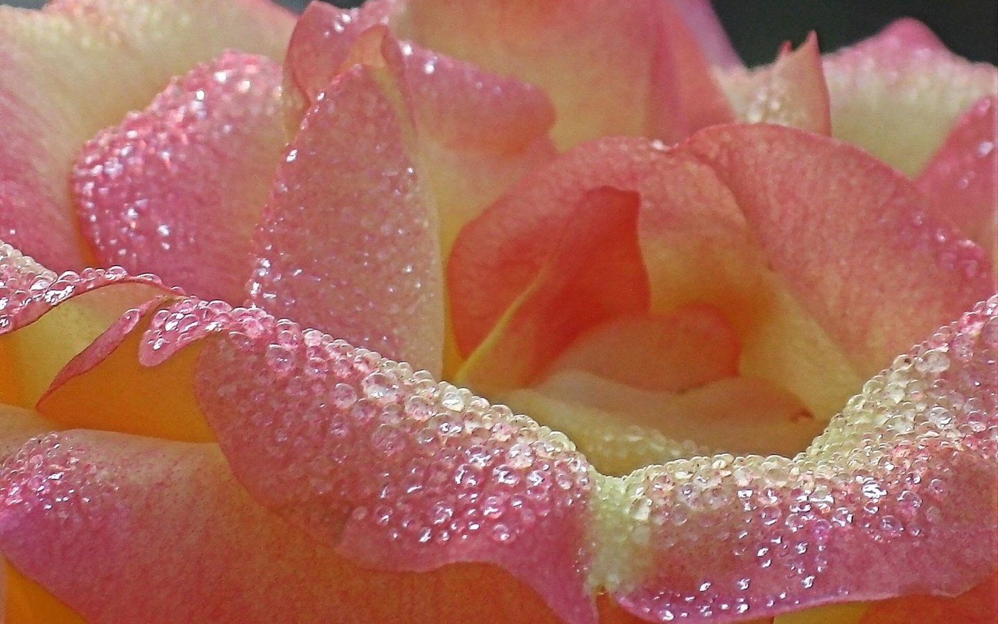 Обои роса, cvetok, roza, rozovaya, utrennyaya, rosa разрешение 1920x1440 Загрузить