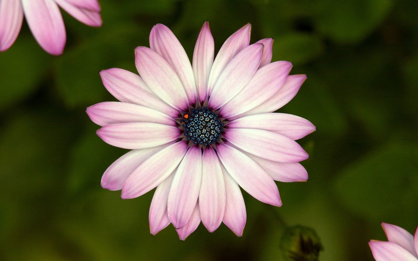 Обои макро, цветок, лепестки, гербера, macro, flower, petals, gerbera разрешение 1920x1170 Загрузить