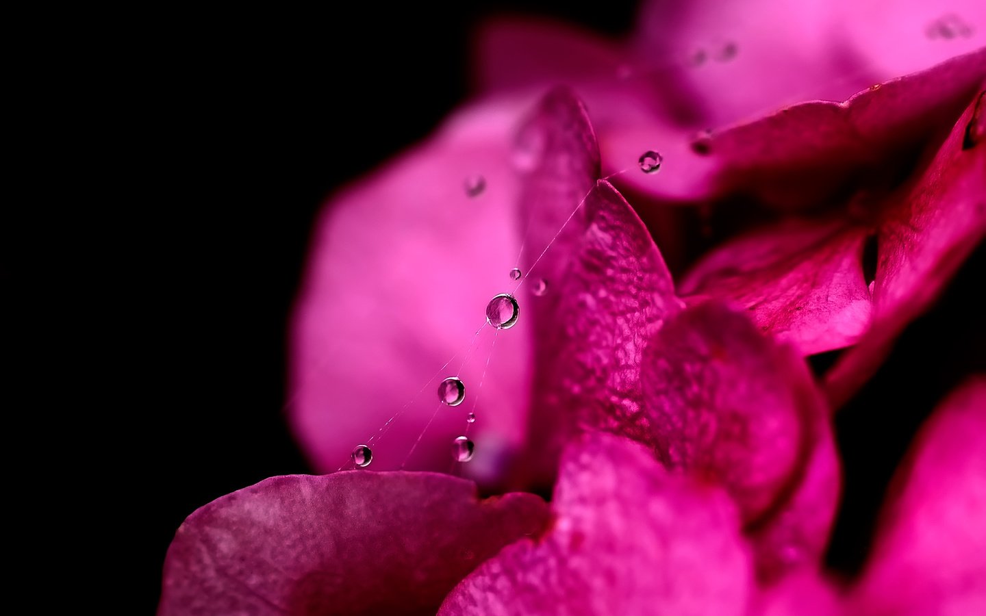 Обои вода, макро, капли, лепестки, паутинка, water, macro, drops, petals, gossamer разрешение 1920x1440 Загрузить